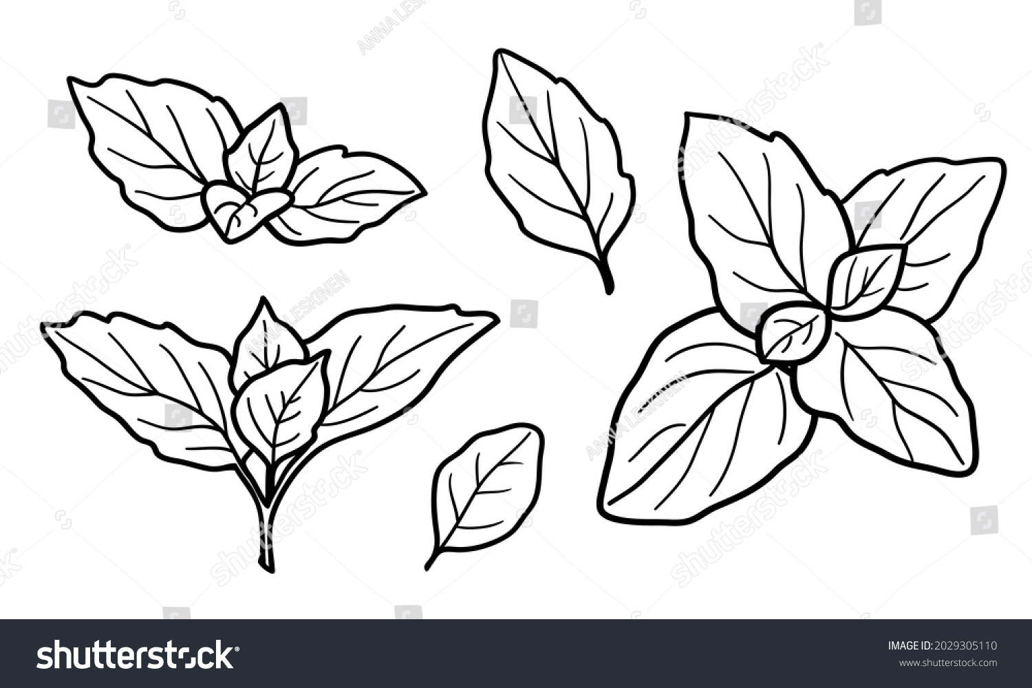 Spearmint drawing set. Collection of mint branch leaves. Fragrant