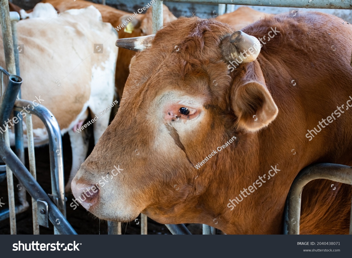 photoofbigbrownbullinbarn