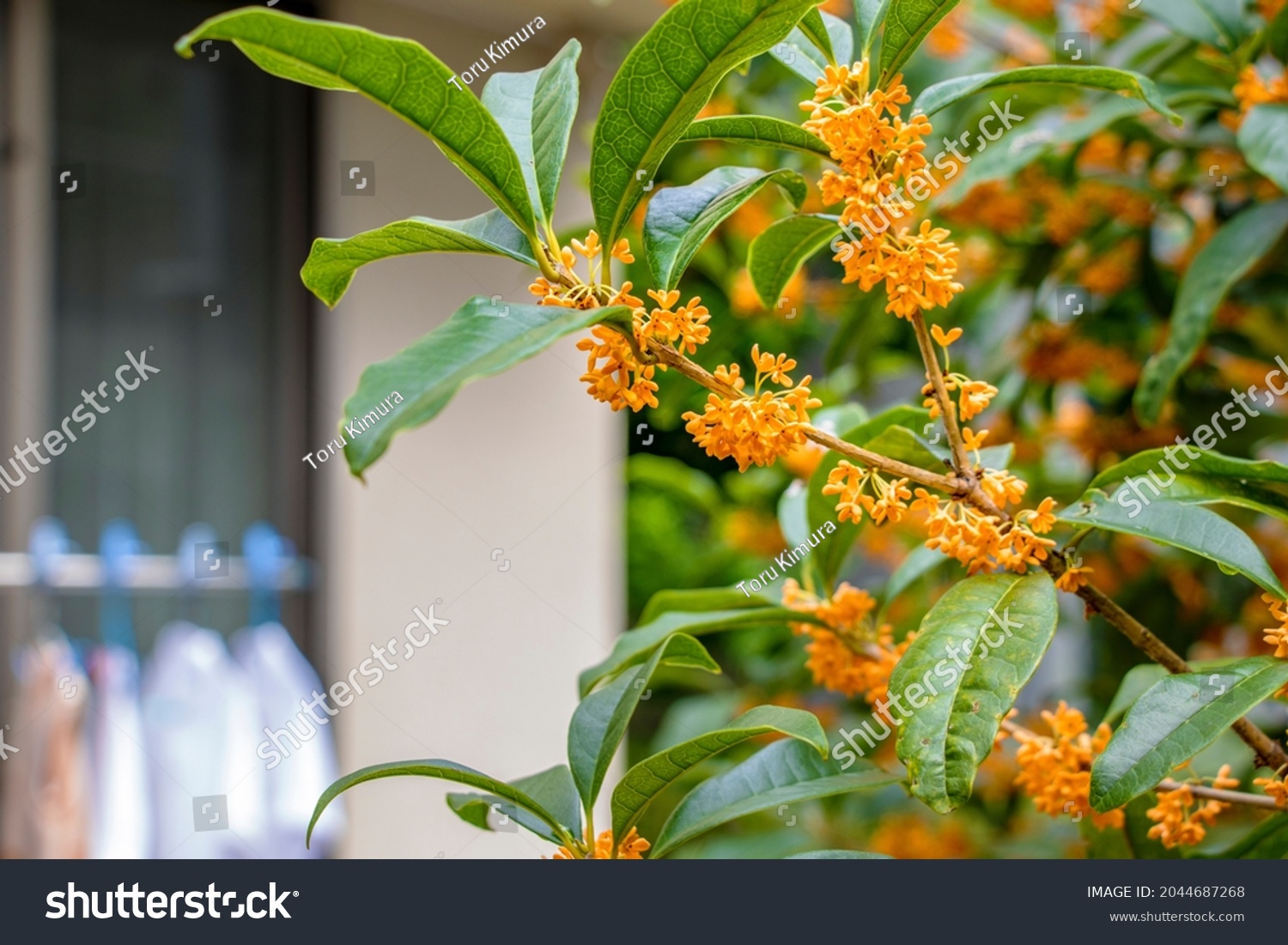Osmanthus fragrans blooming in the garden
