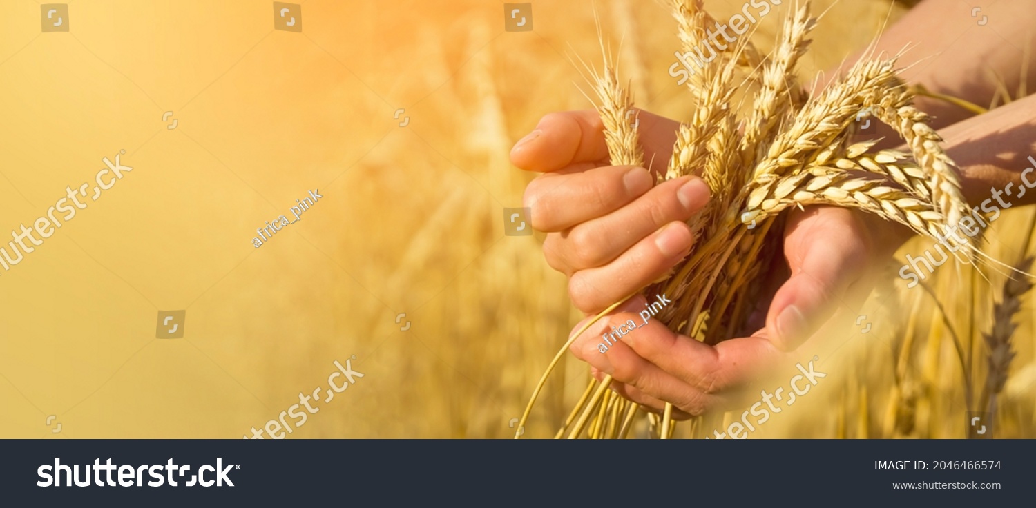A man's hand holds spikelets of ripe wheat with grain on the background of a golden field and the sky. The farmer carefully checks the quality of the crop.