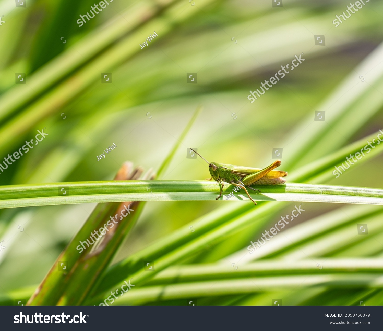 grasshopper=grasshopper的读音发音