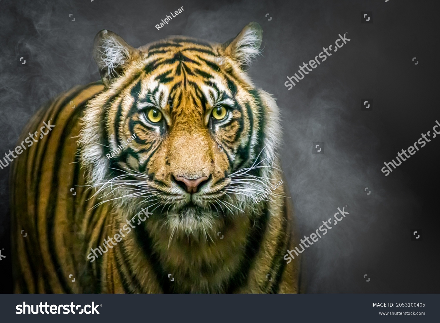 a large tiger with bright eyes