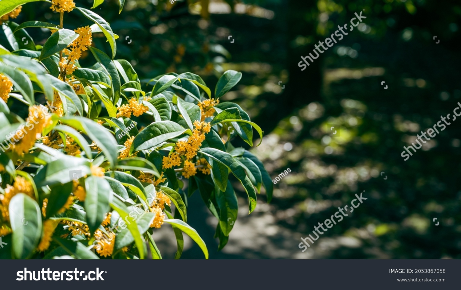 Fragrant olive that blooms in autumn.
