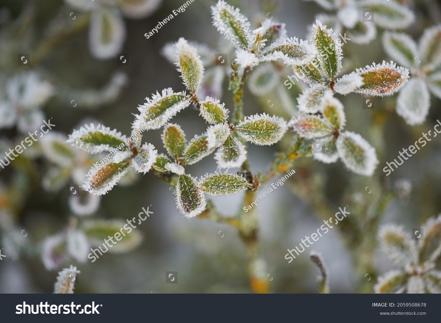 The plants were covered with frost in the frost after a snowfall in December before the new year.