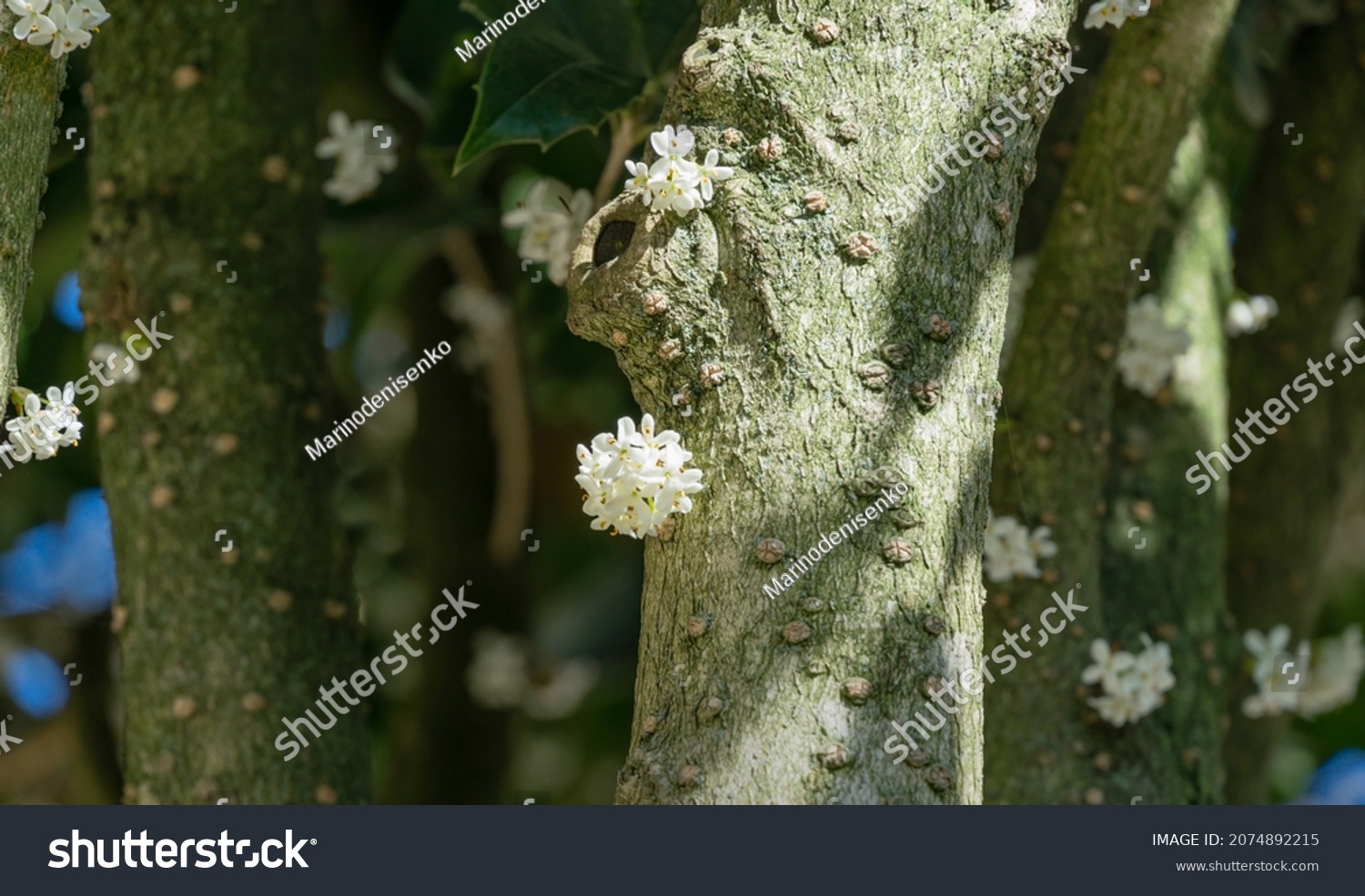 Osmanthus fragrans (sweet or fragrant olive) blossom in autumn public landscape city park Krasnodar or Galitsky park. Close-up of small and delicate white flowers on Osmanthus trunk. Selective focus