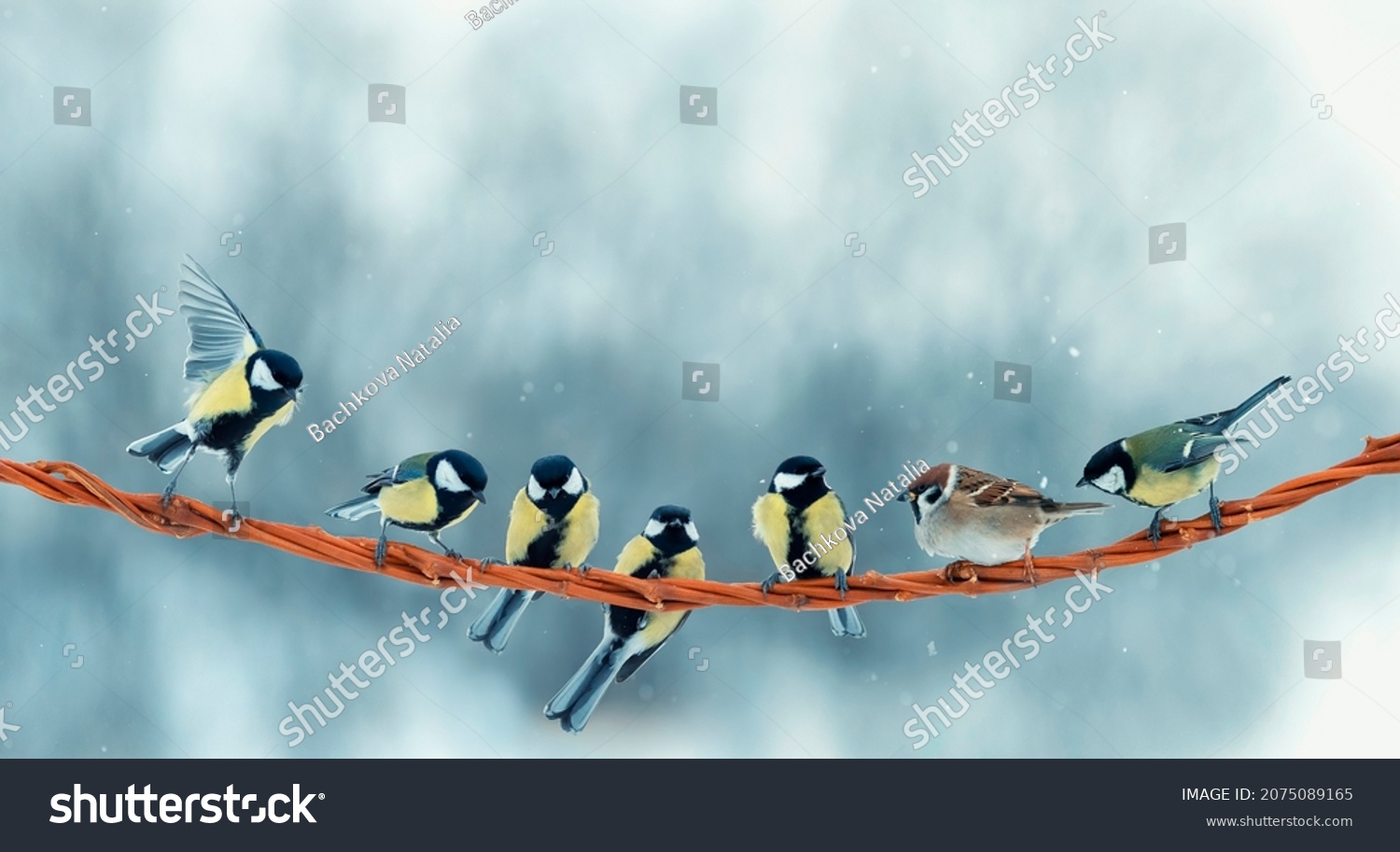 funny little birds sparrows and tits are sitting on a branch in the winter park