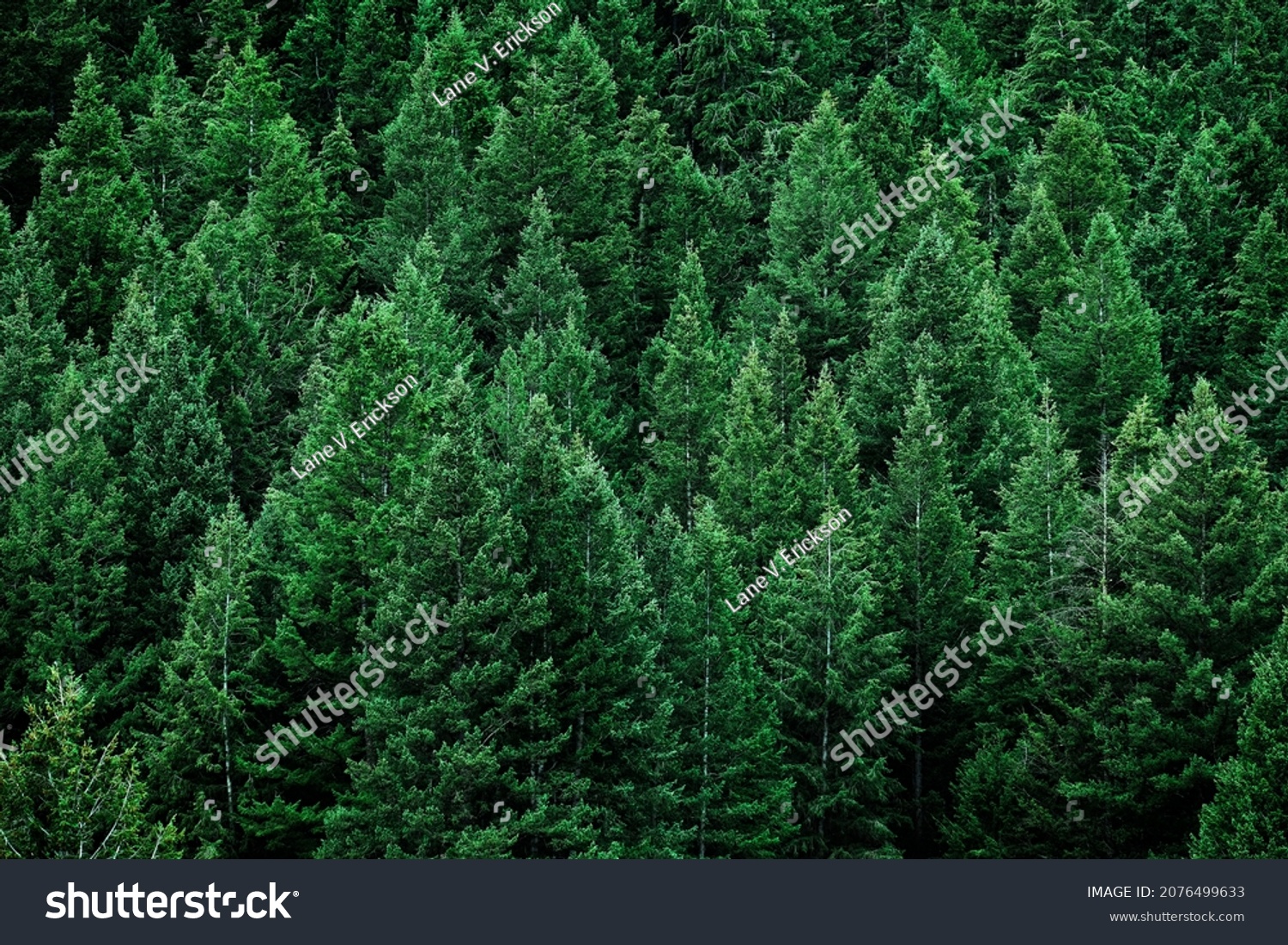 Lush green pine tree forest fresh on mountain side forrest of trees