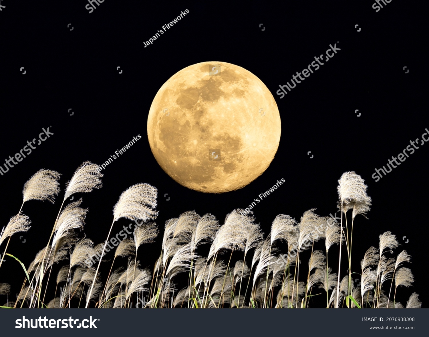 The harvest moon and Japanese pampas grass.