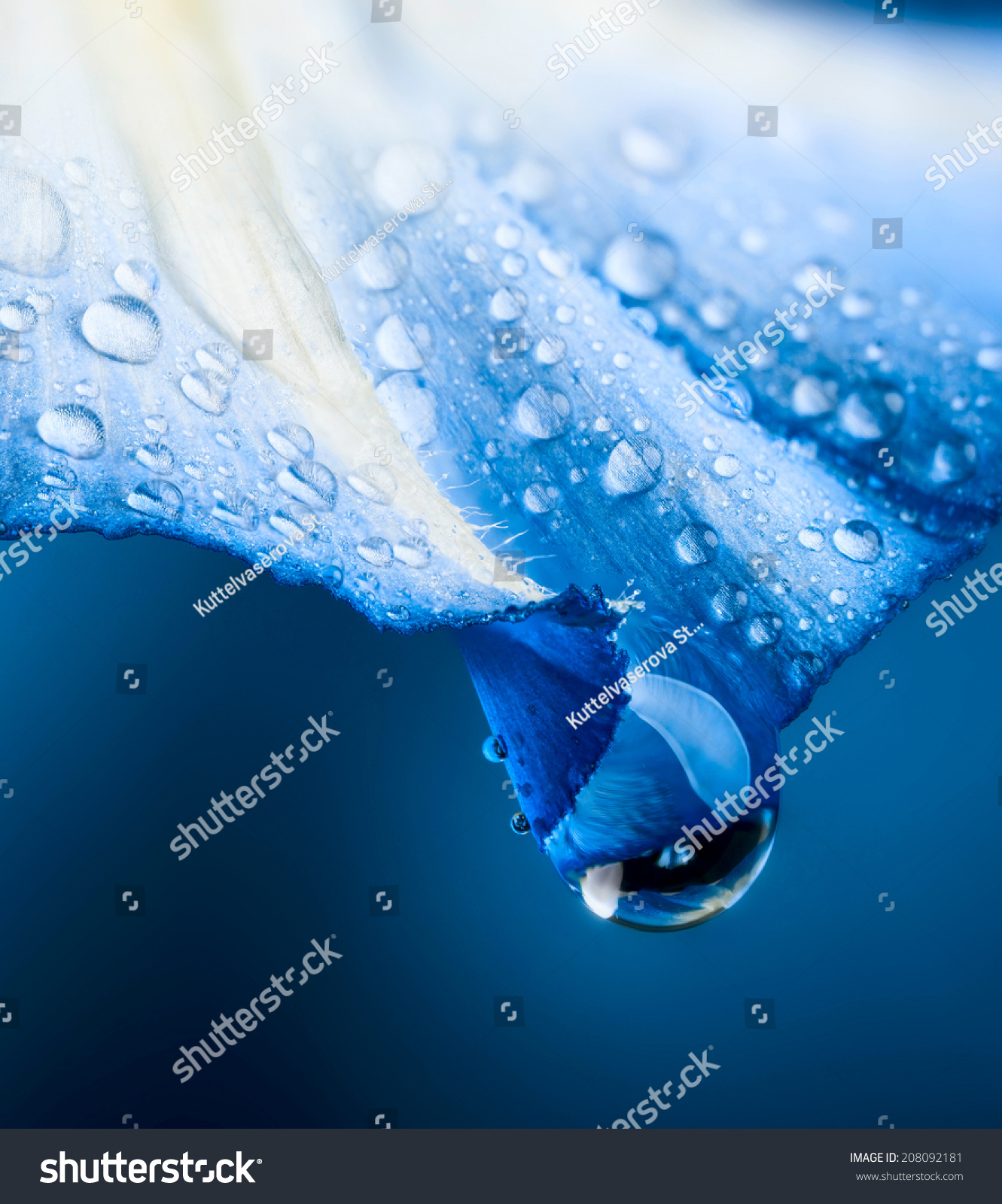 flower petal with drops