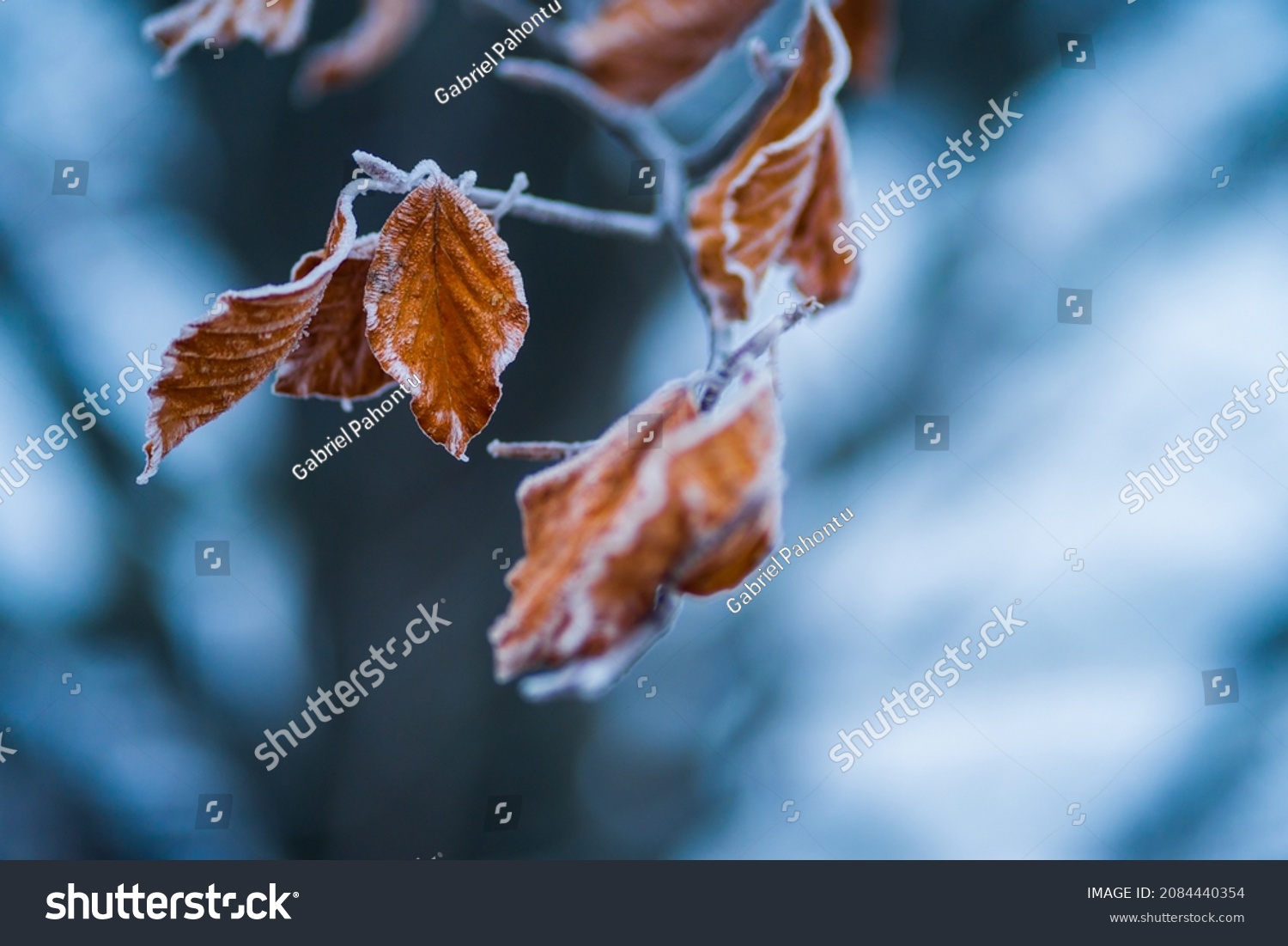 Still life with the foreground of rusty and frozen leaves on the branch of a tree in the cold winter season in the blue light of a December day.