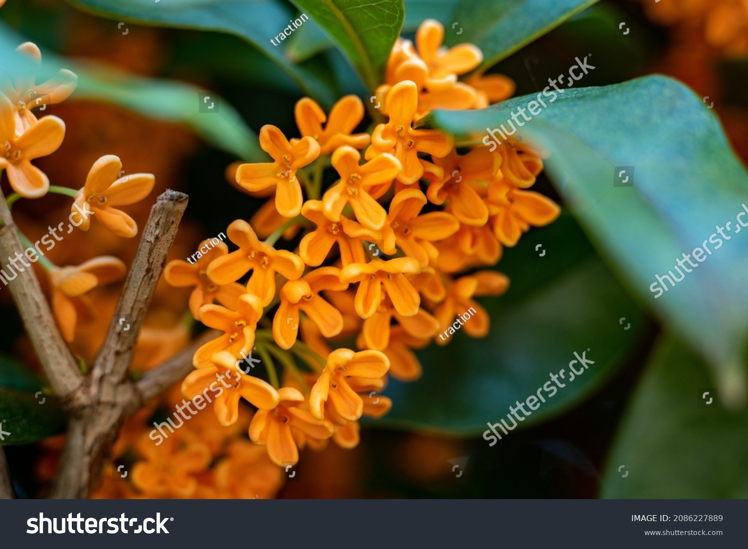 Flower of fragrant olive - Osmanthus fragrans var. aurantiacus - are blooming in JAPAN.
