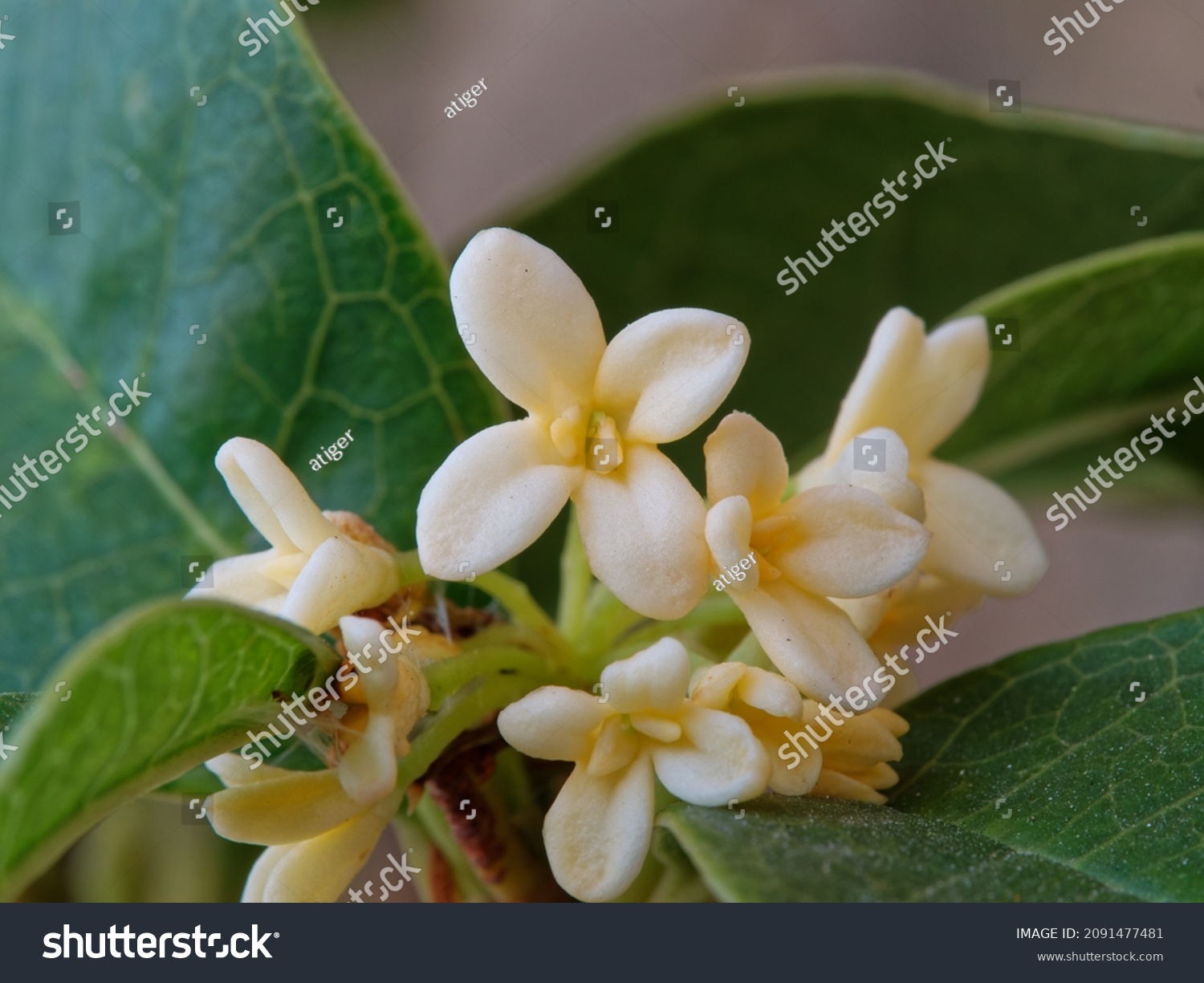 Close up view of blooming yellow sweet osmanthus flowers on branch macro low depth of field.