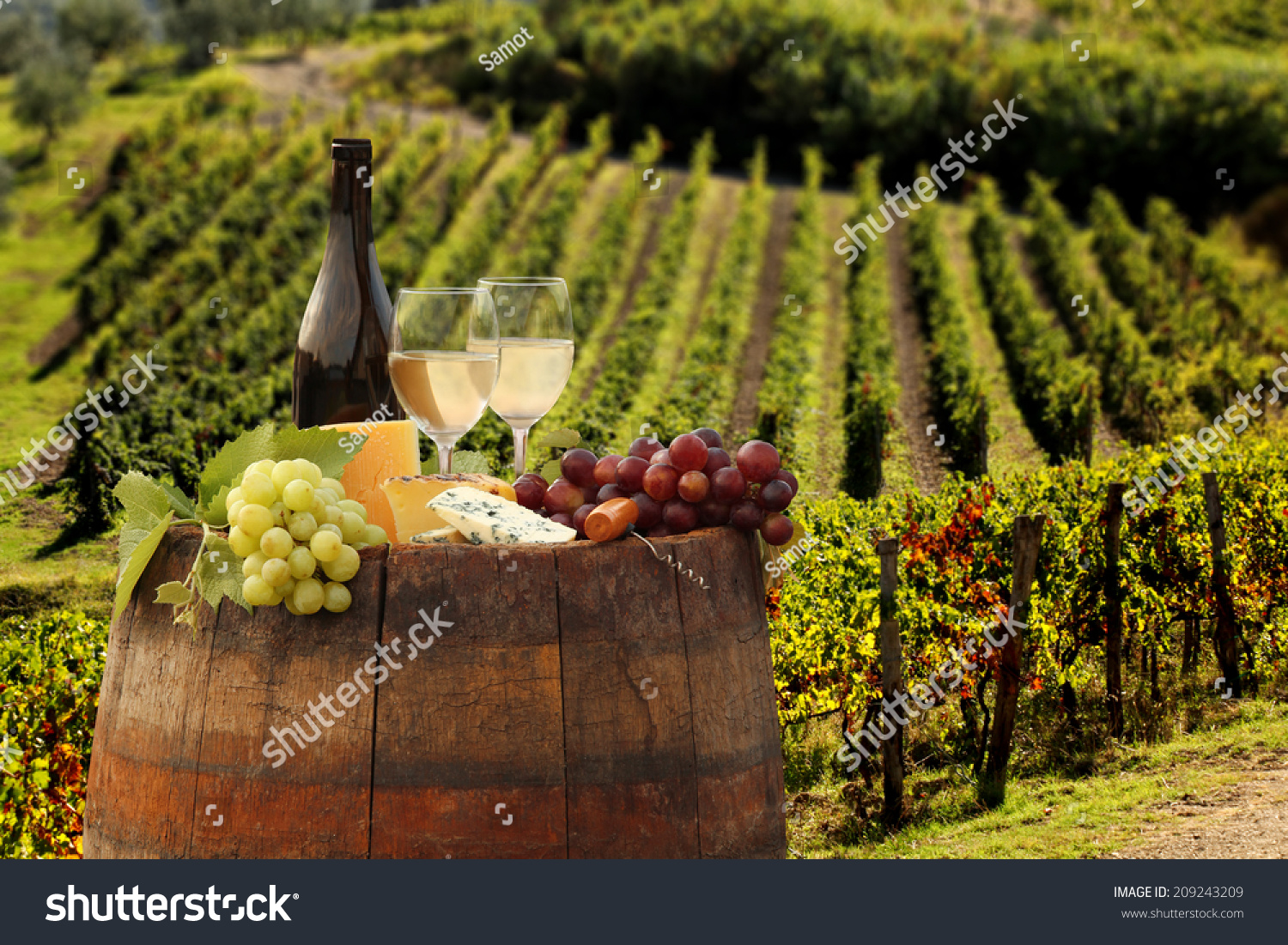 White wine with barrel on vineyard in Chianti  Tuscany  Italy