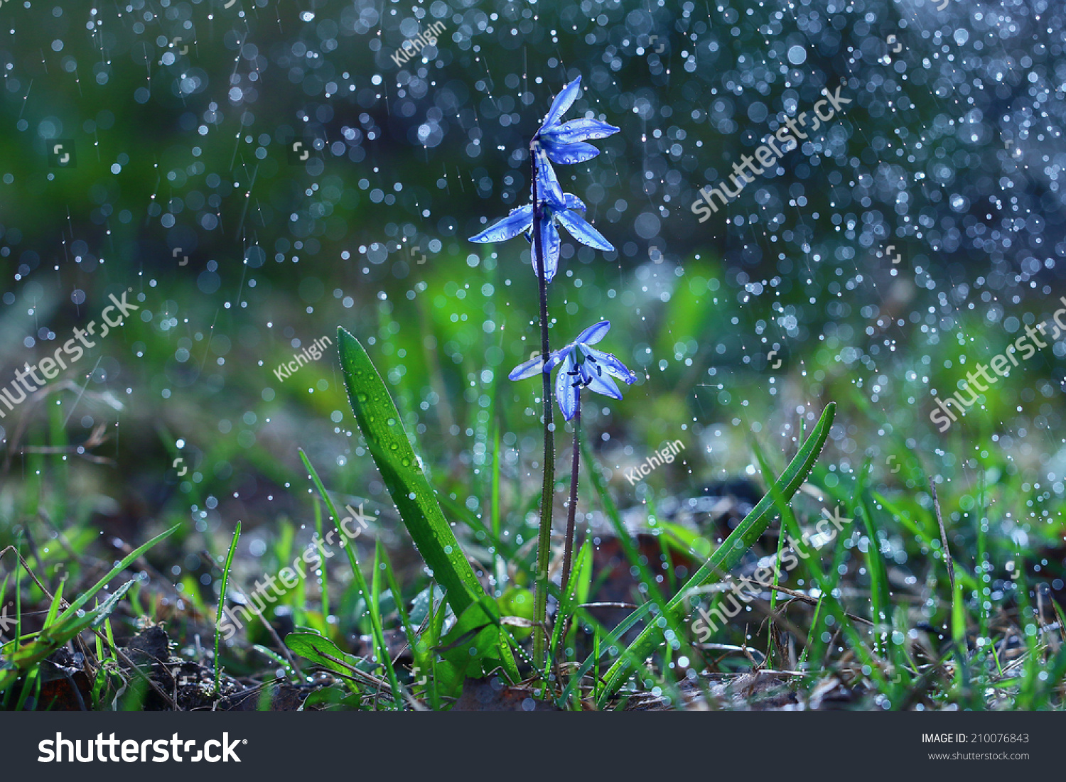 bluebell  flowers  drops of water  shower
