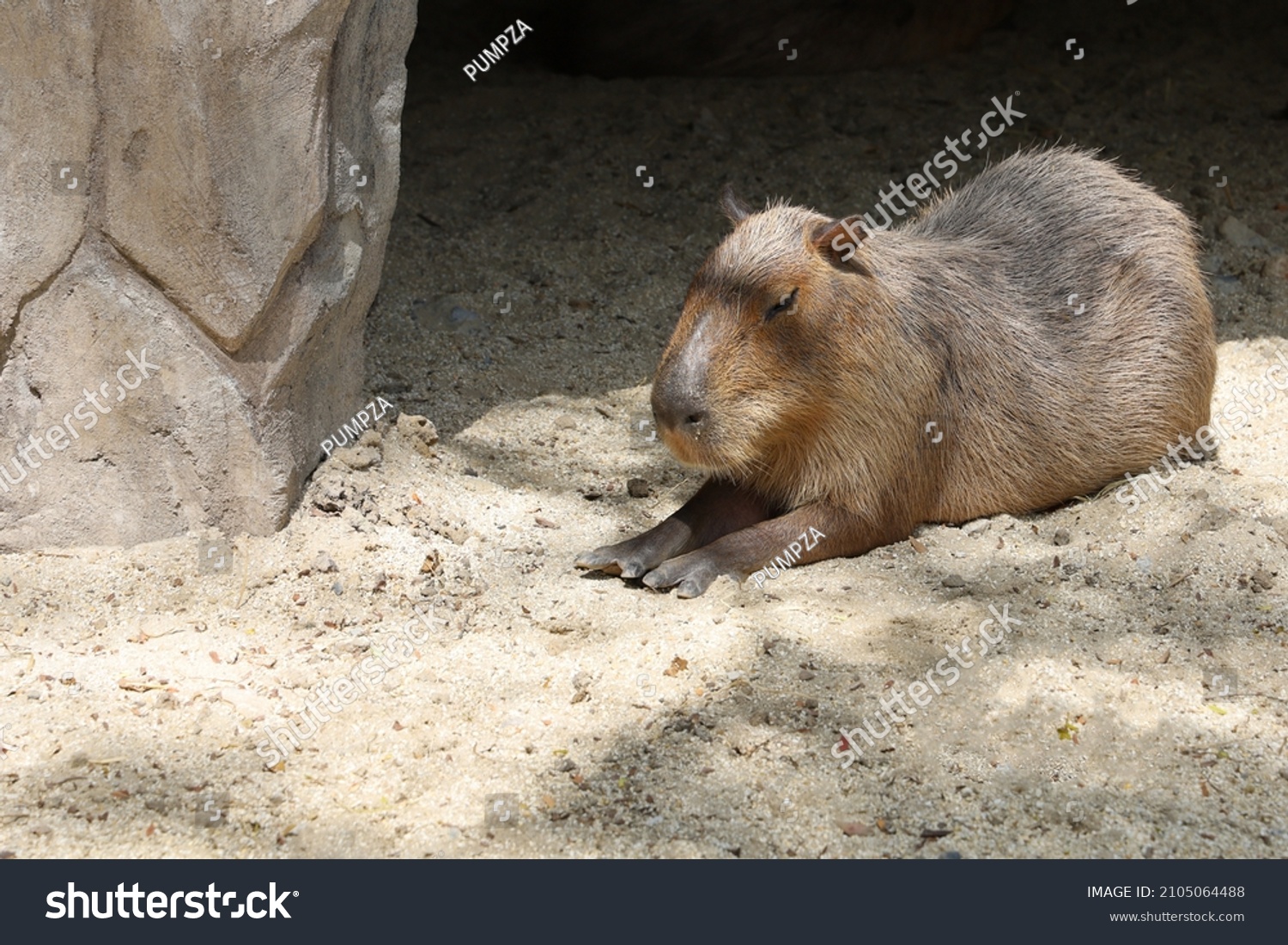 The Capybara giant rat is cute animal in garden