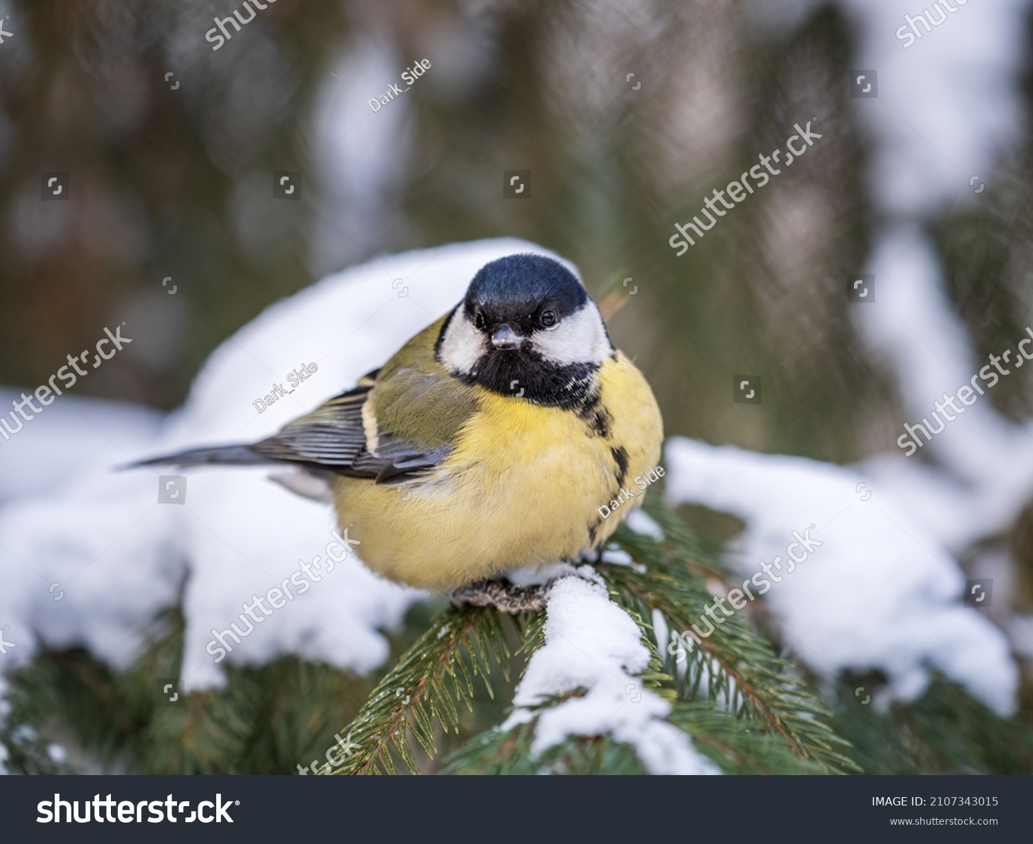 Cute bird Great tit songbird sitting on the fir branch with snow in winter. Parus major
