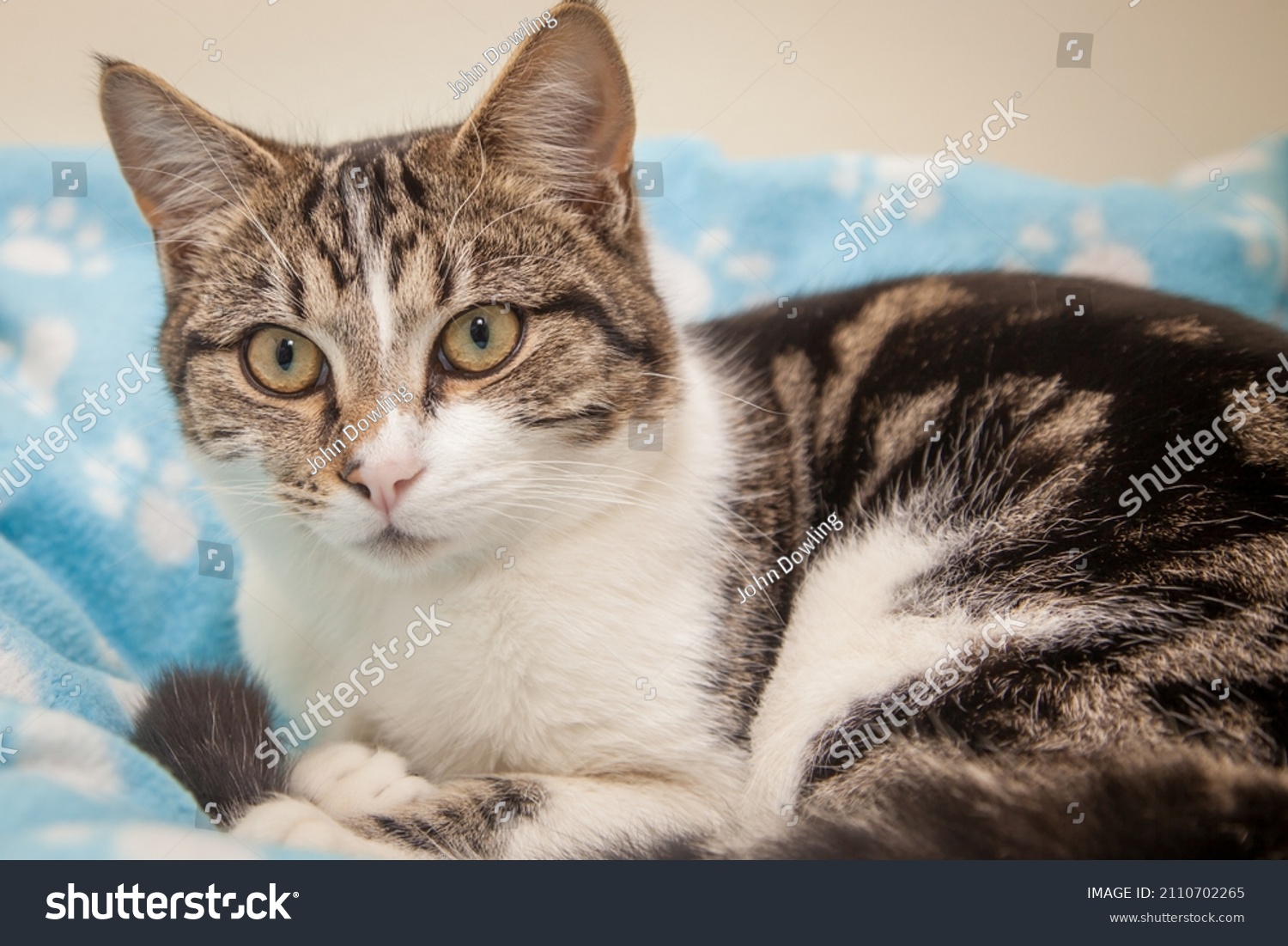 mischievous  intelligent cat looking at the camera