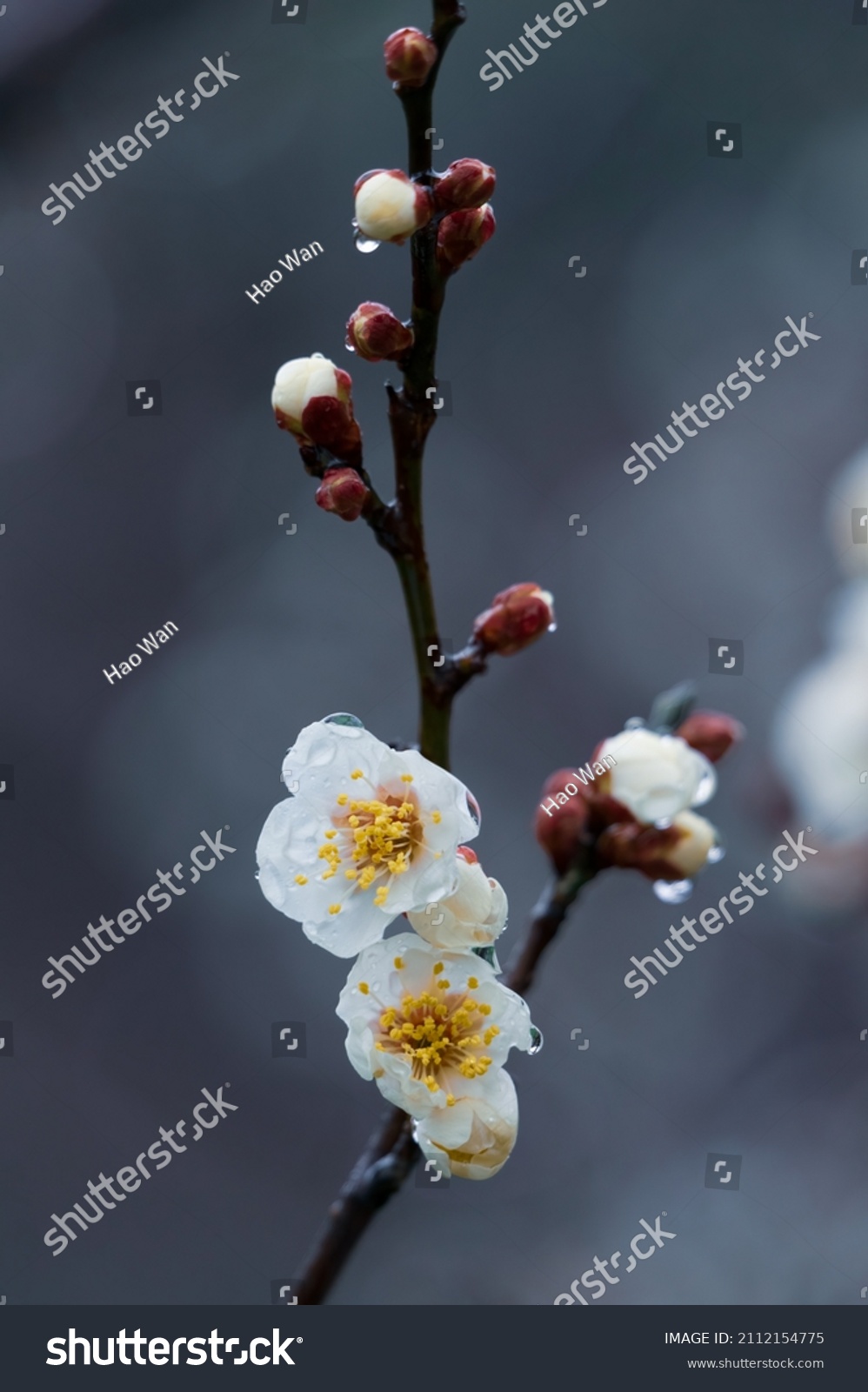 Plum blossoms bloom in early spring in East Lake Plum Garden in Wuhan  Hubei