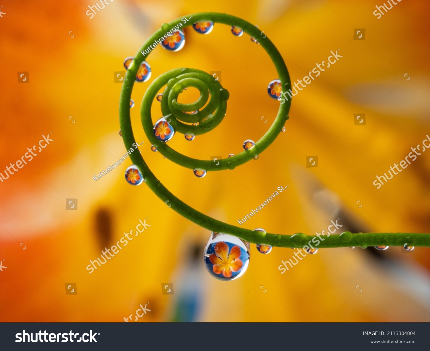 flower and rain drops - macro photography