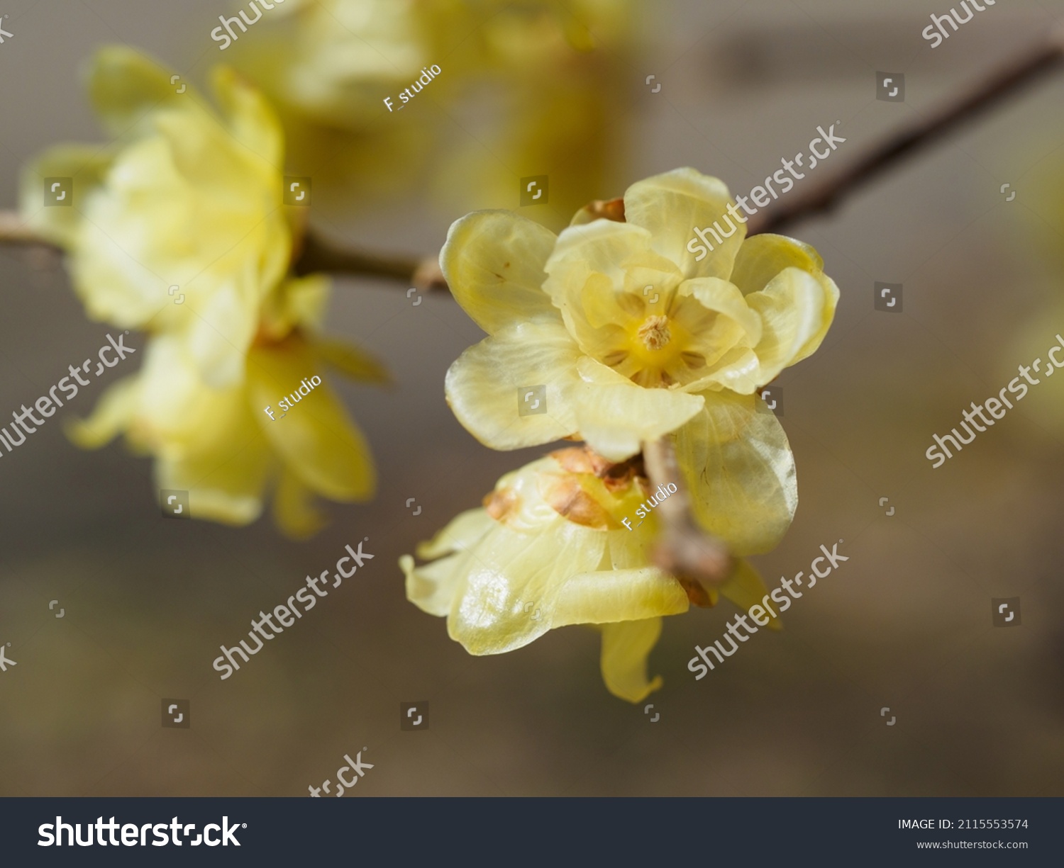 Yellow flowers of Japanese allspice blooming in winter