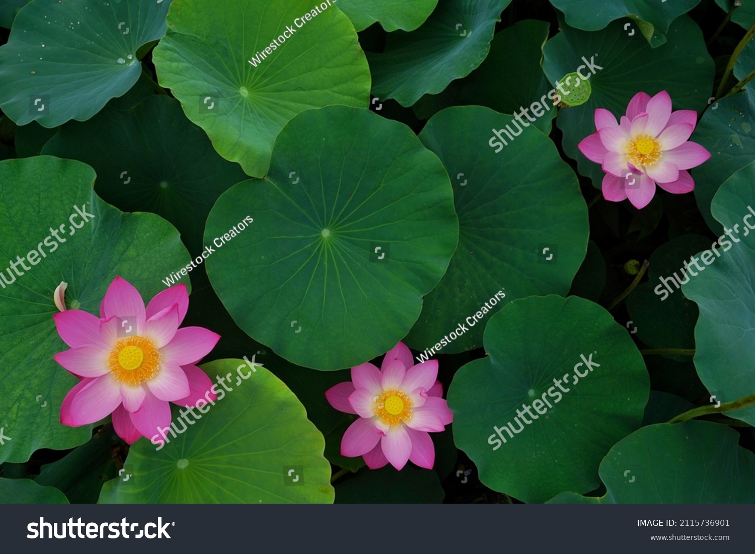 A top view of the blossom of beautiful pink lotus flowers and leaves in the pond