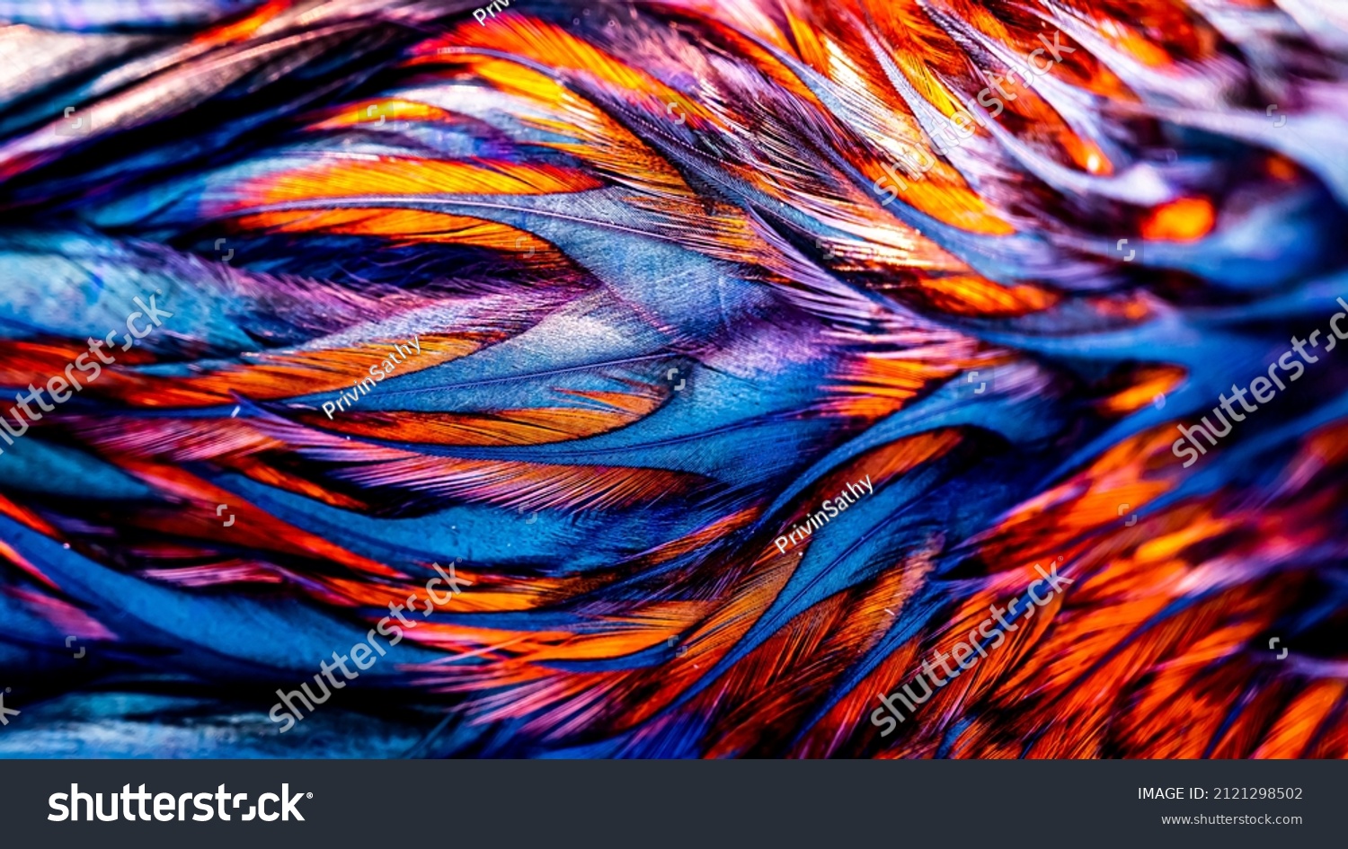 Rooster feathers. Indian rooster bright color feathers.