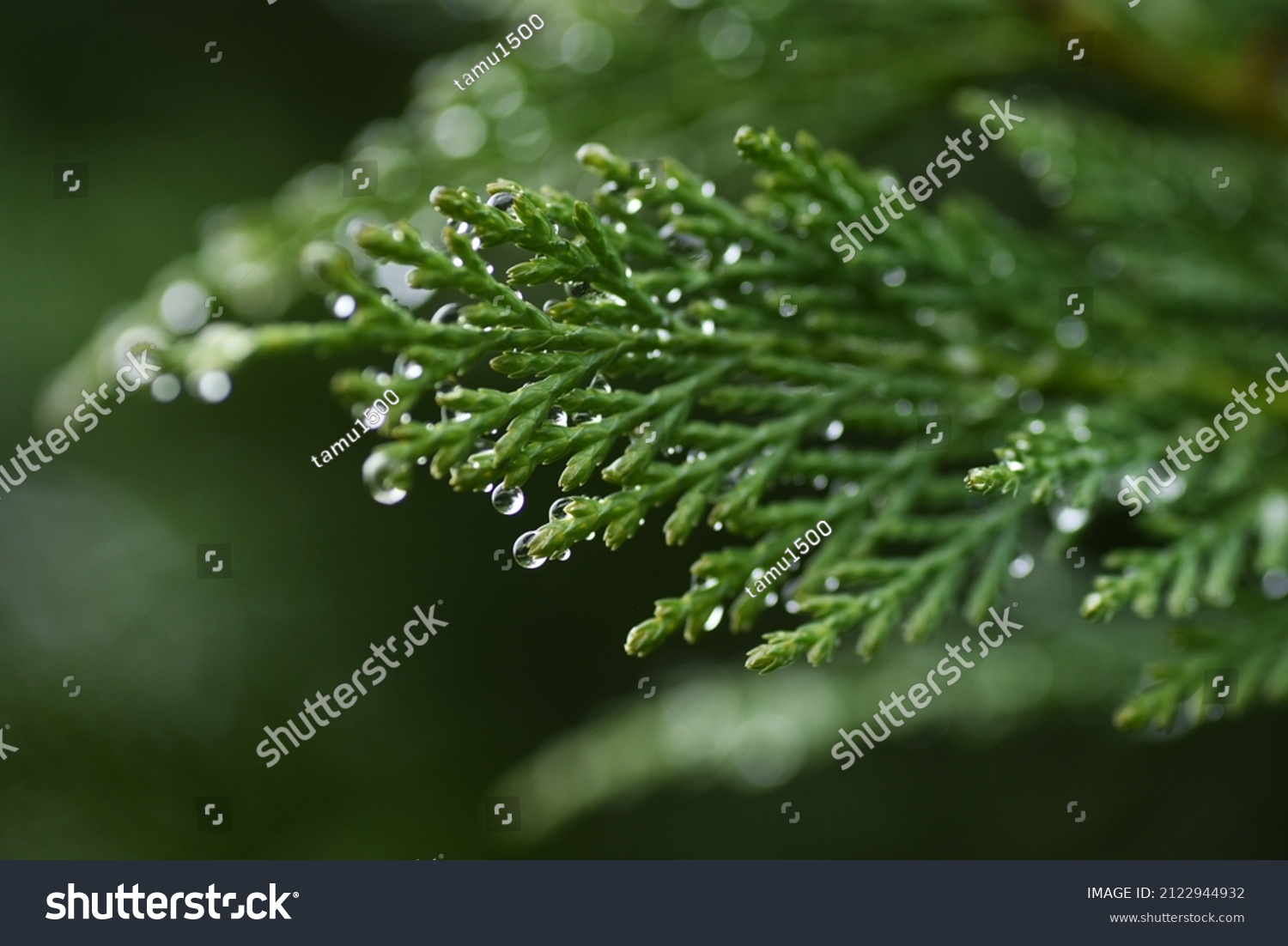 Leyland cypress. Cupressaceae evergreen conifer.
It grows fast and is used for hedges. 