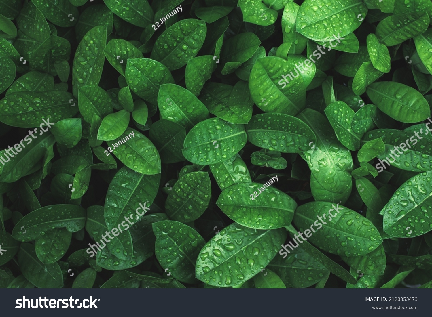 Art abstract spring background natural green leaf with rain drop after the storm at rainforest. leaves green background with rain drop. top view of green leaf in the garden. fat lay.