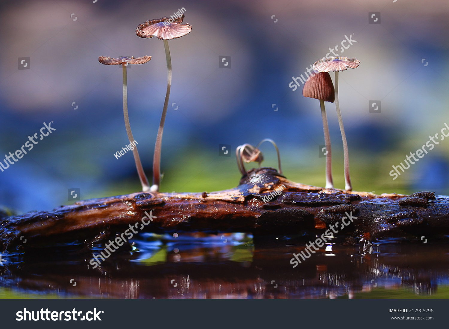small mushrooms toadstools macro poisonous