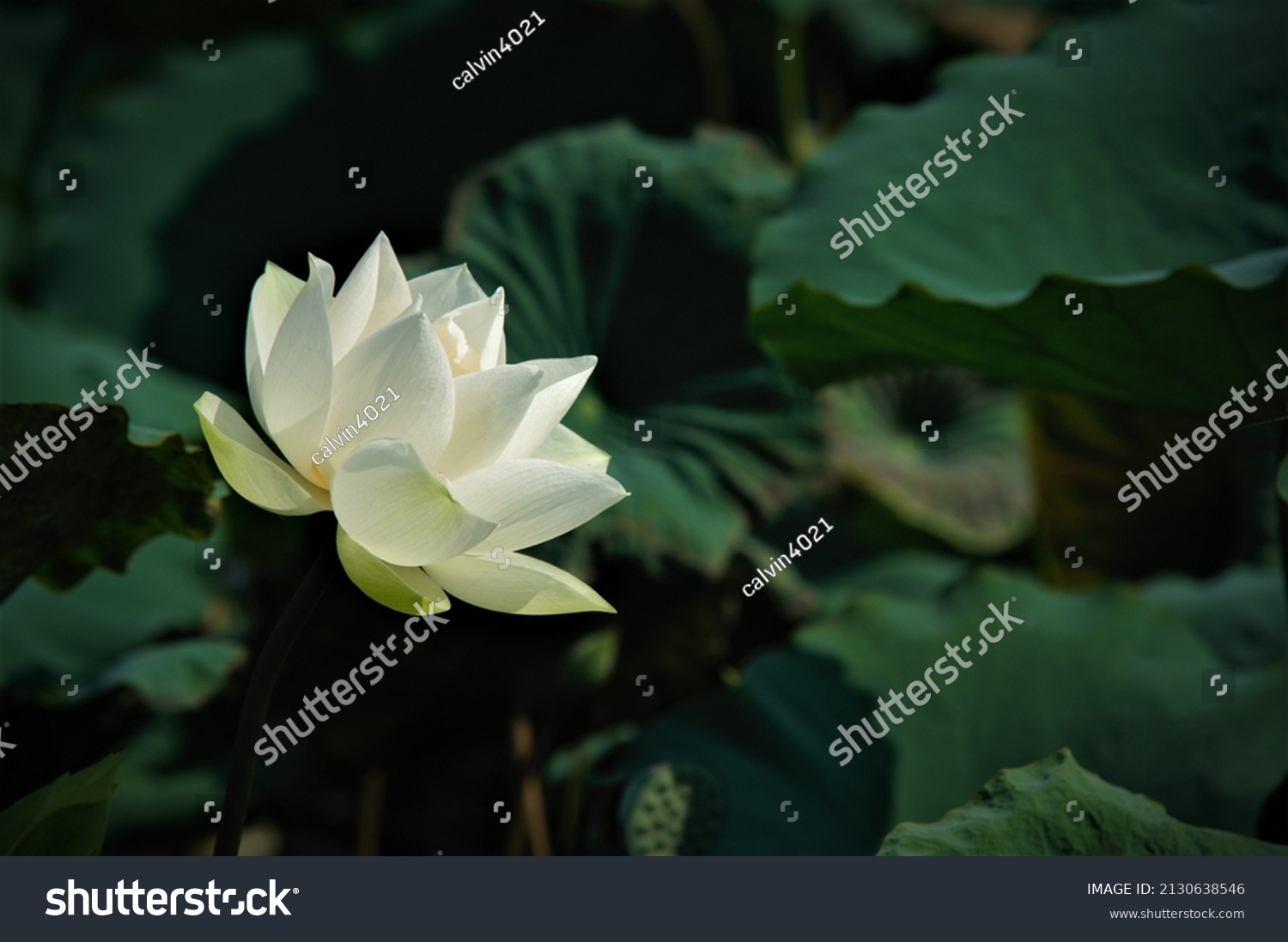 Lotus flower blomming in the early morning sunlight.
