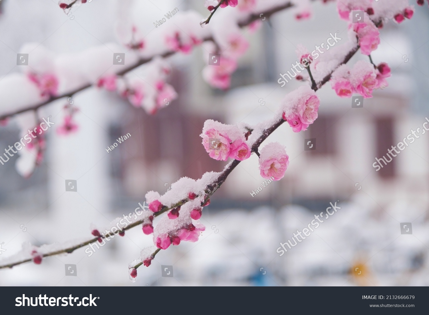 Plum blossoms in snow in East Lake Scenic Area  Wuhan  Hubei