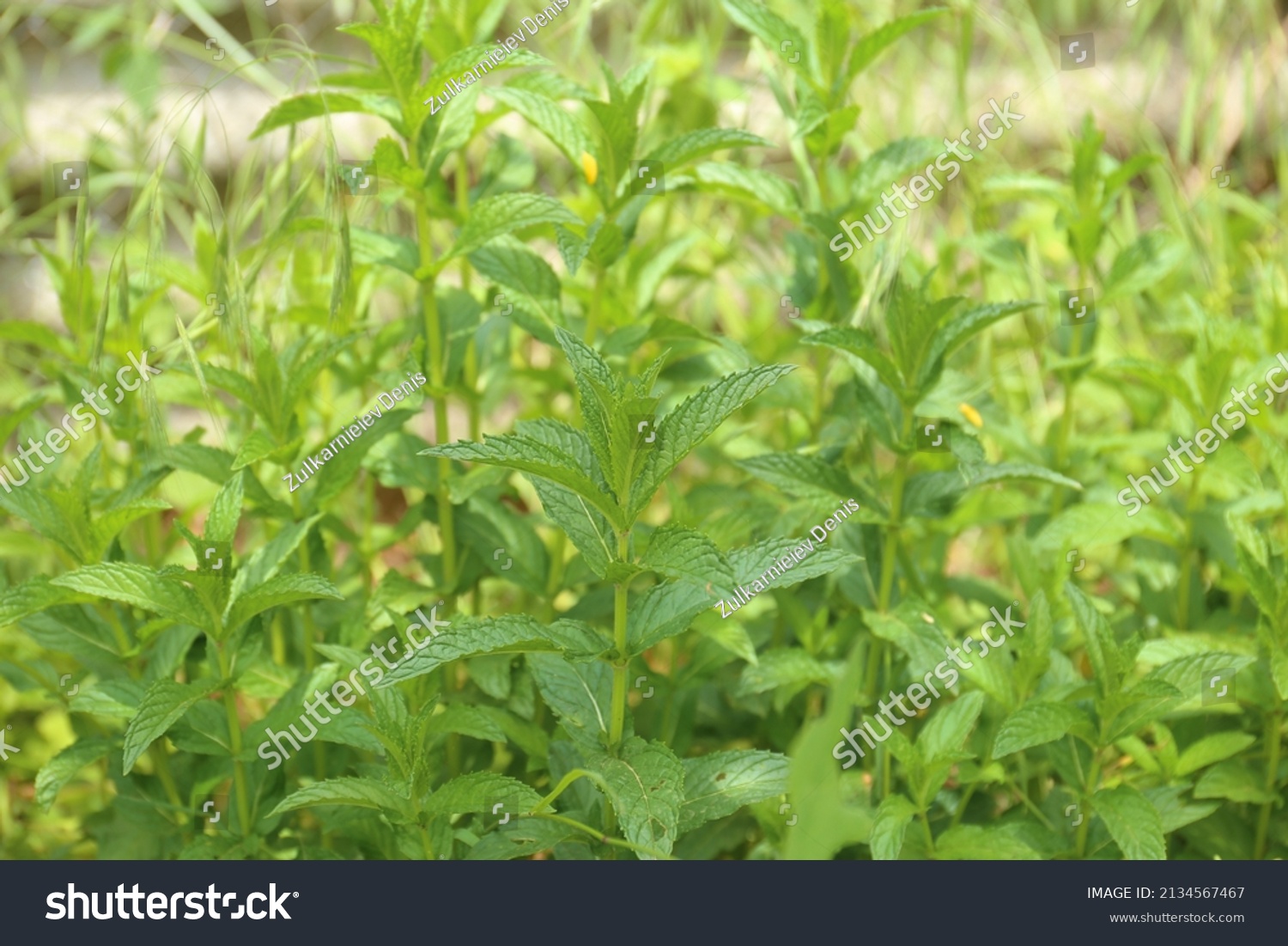Green Mint Plant Grow Background._站酷海洛_正版图片_视频_字体_音乐素材交易平台_站酷旗下品牌