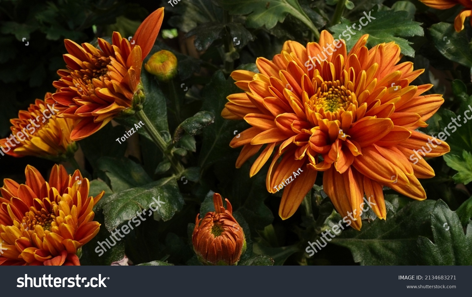 Yellow red chrysanthemum flowers growing in the Loji flower garden Cipanas Indonesia.