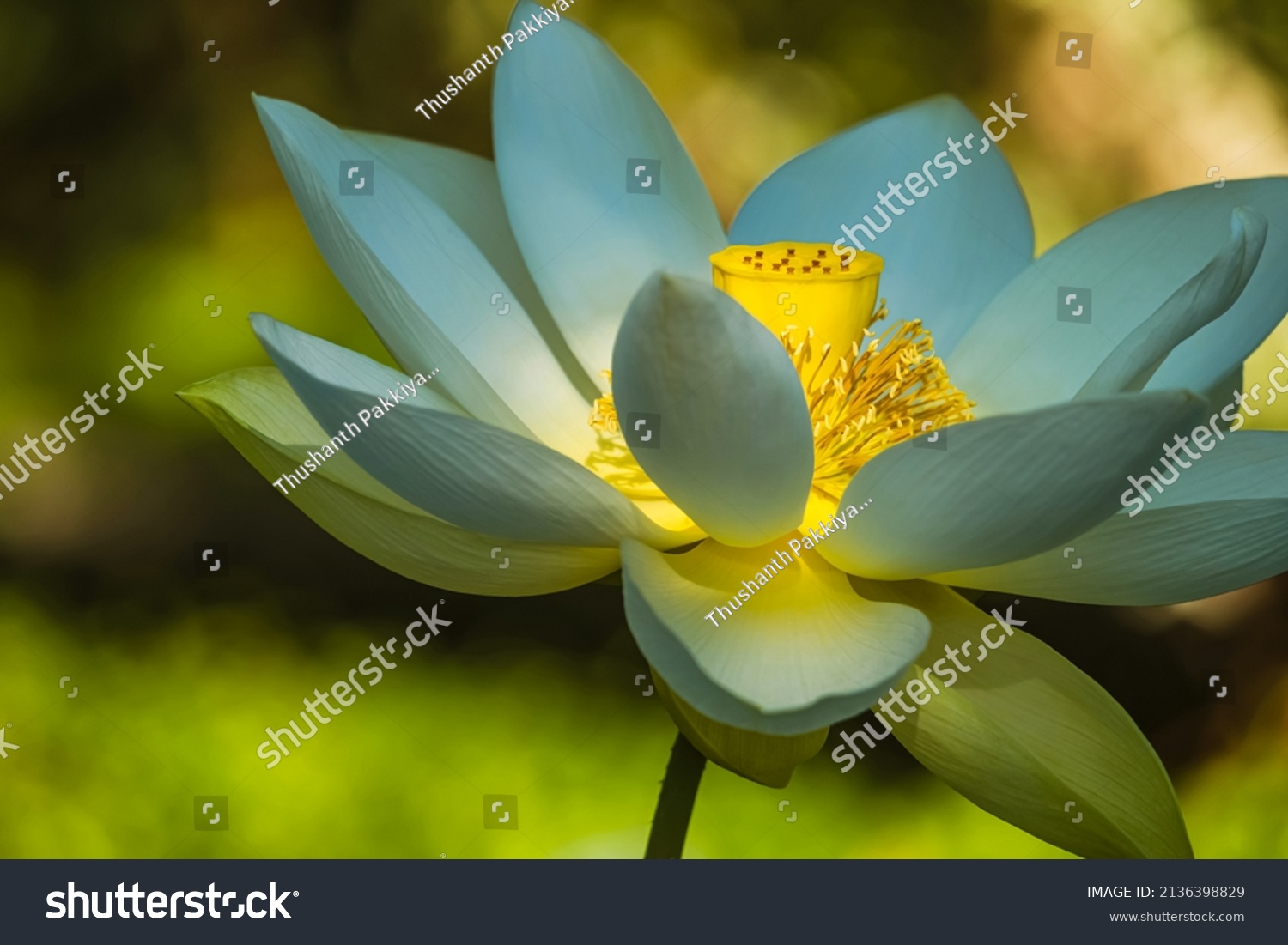 White lotus with yellow pollen on surface of pond  white water lilly blooming in pond