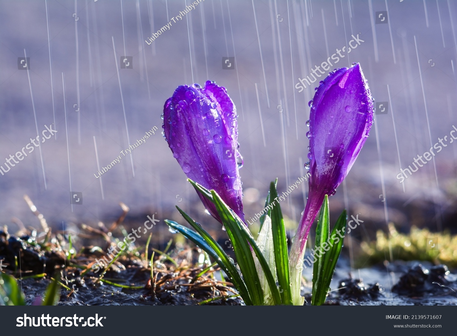 Beautiful flowers of blue crocuses on the background of rain drops tracks
