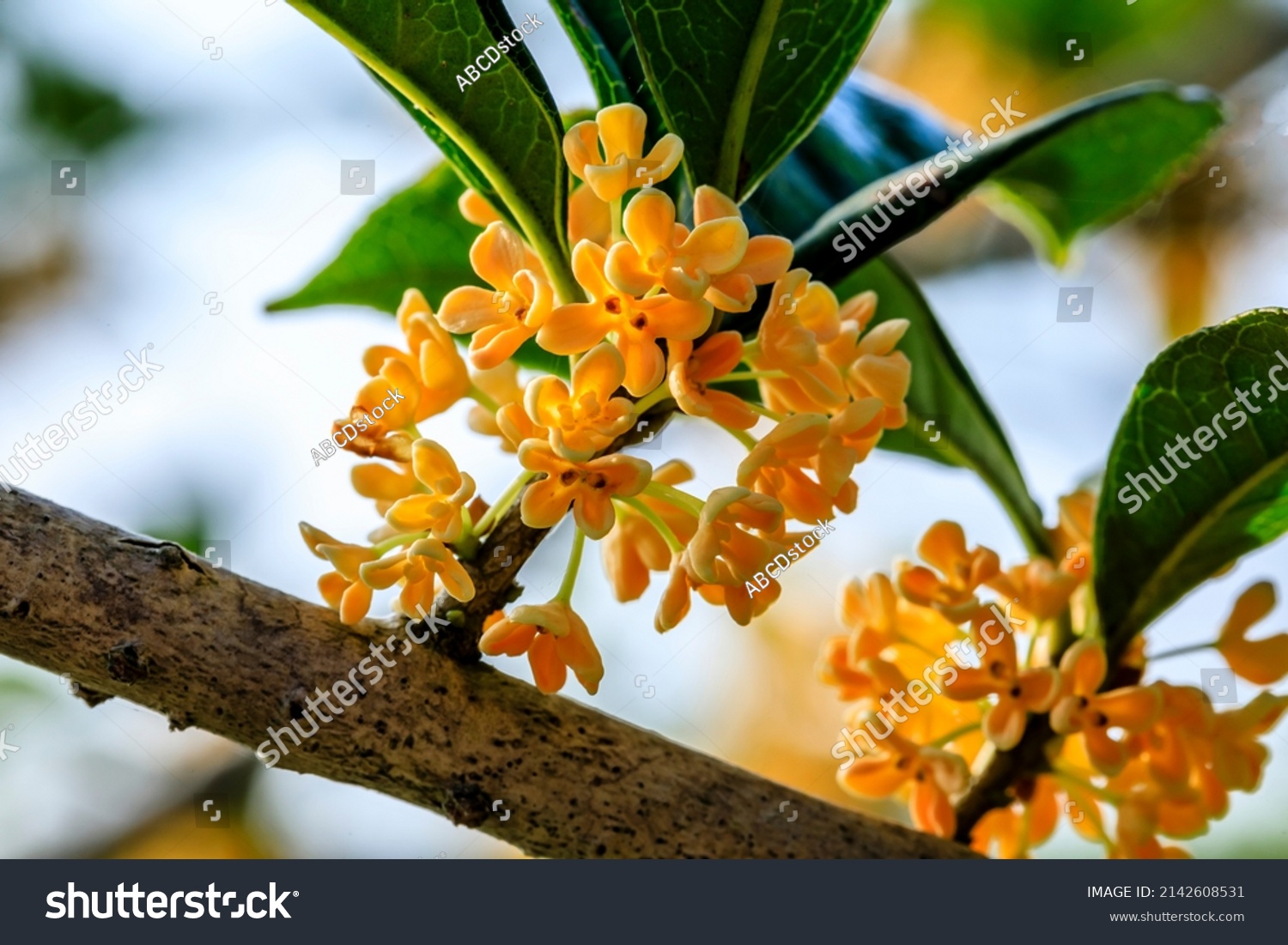 Beautiful osmanthus blooms on the osmanthus tree