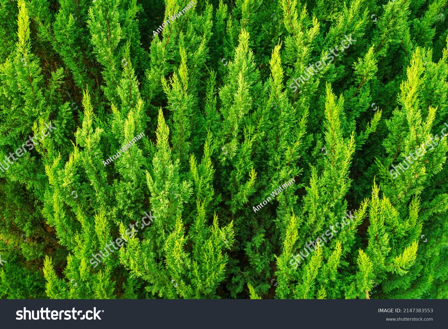 Green Hedge of Thuja Trees. Thuja green natural background. Thuja texture. Cypress juniper.