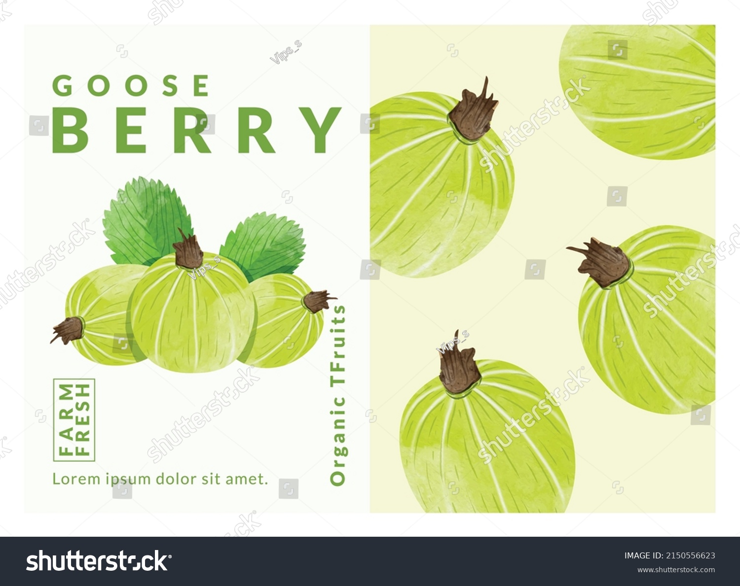 Gooseberry packaging design templates  watercolour style vector illustration.	
