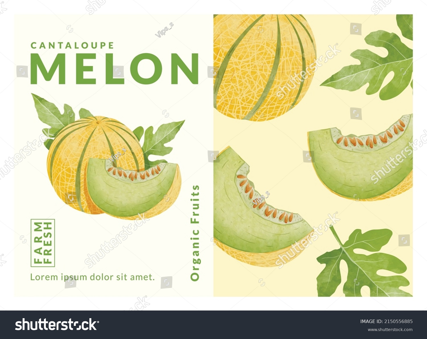 Cantaloupe Melon packaging design templates  watercolour style vector illustration.	
