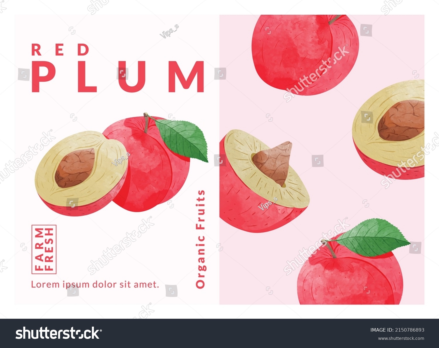 Red Plum packaging design templates  watercolour style vector illustration.