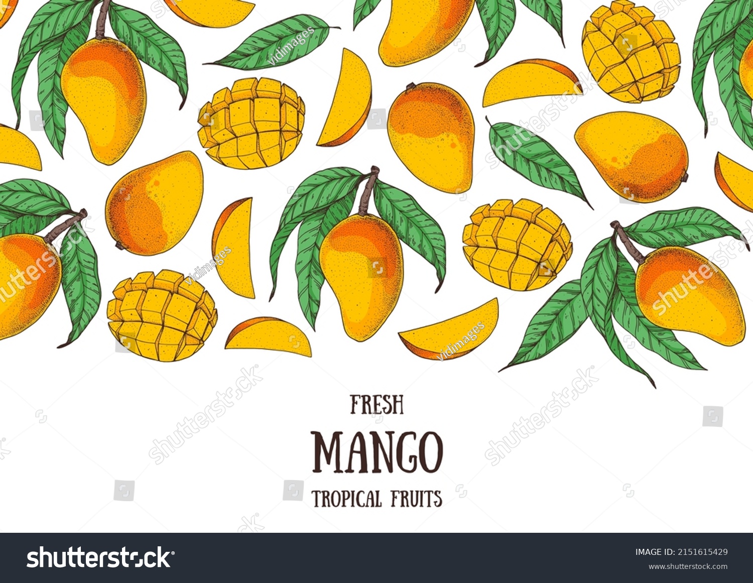 Mango fruit hand drawn package design. Vector illustration. Design  package  brochure illustration. Mango frame illustration. Can used for packaging design. Colorful.