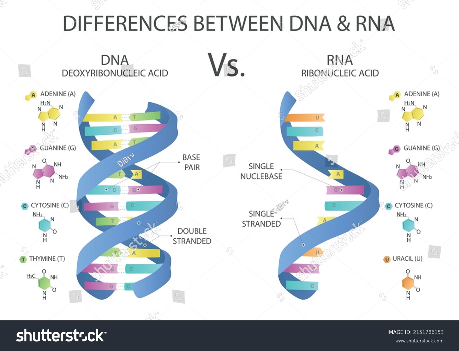 Differences between RNA and DNA. RNA and DNA structures. Medical vector ...