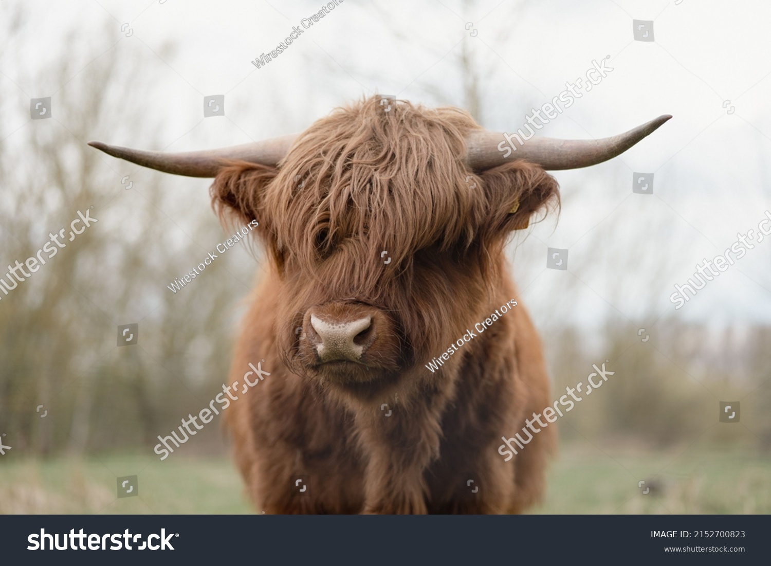 A closeup shot of a Scottish highland cattle_站酷海洛_正版图片_视频_字体_音乐素材交易平台_站 ...