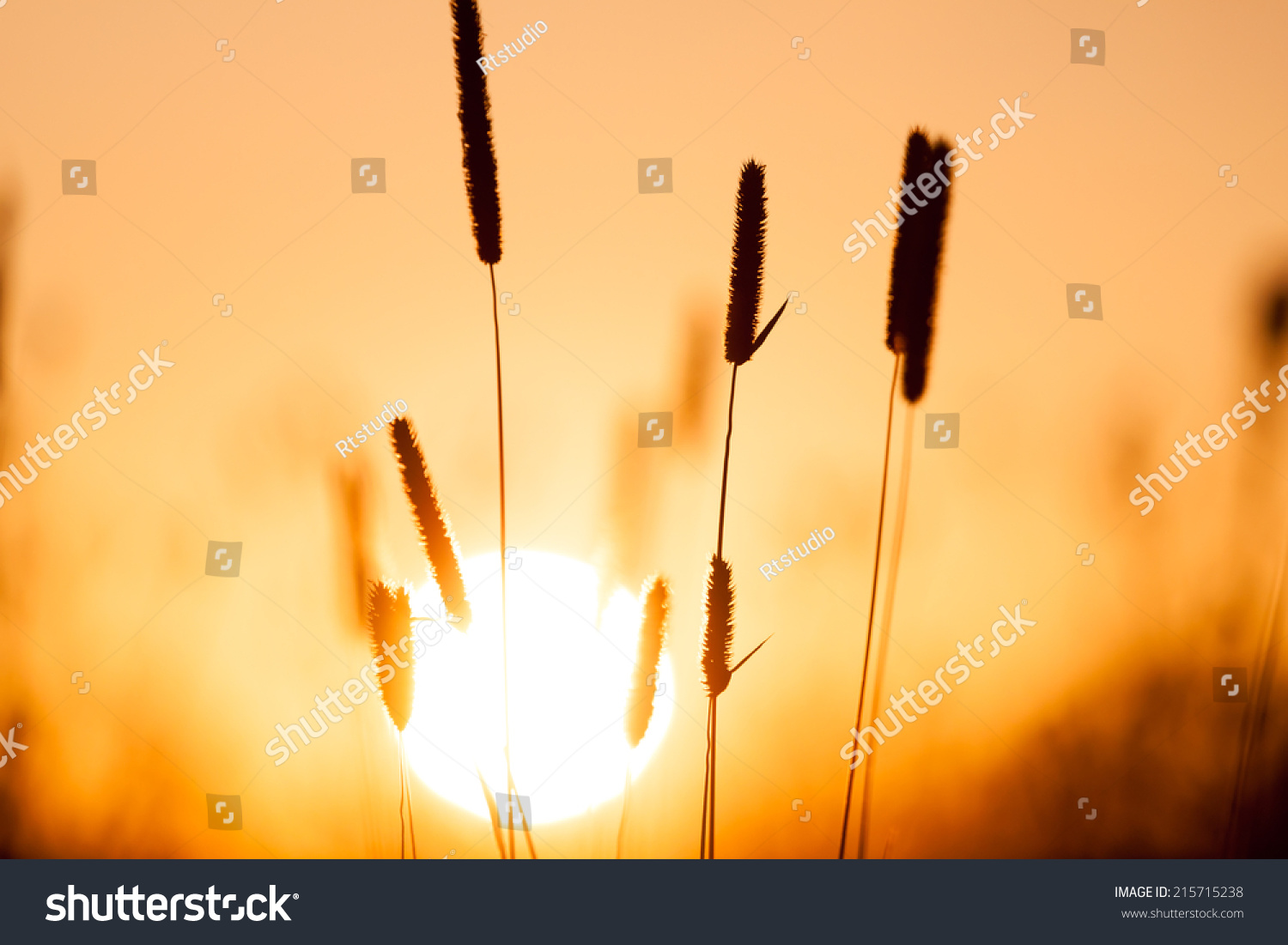 Dreamy summer grass background at sunset