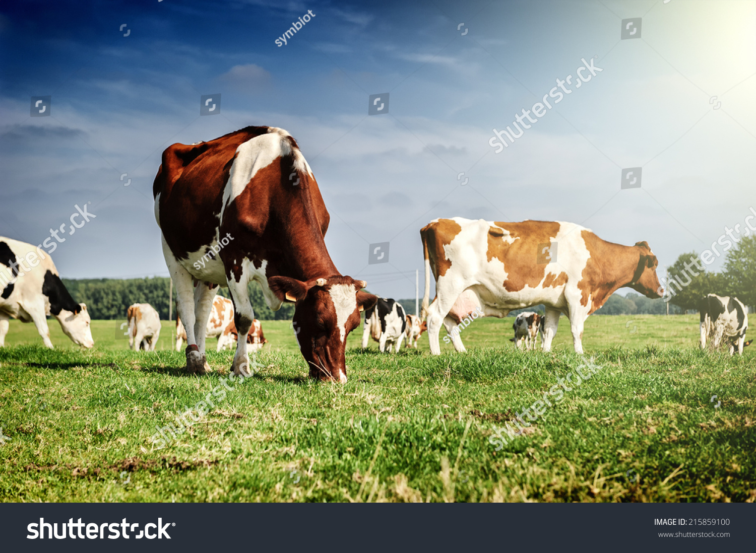 Herd of cows at summer green field