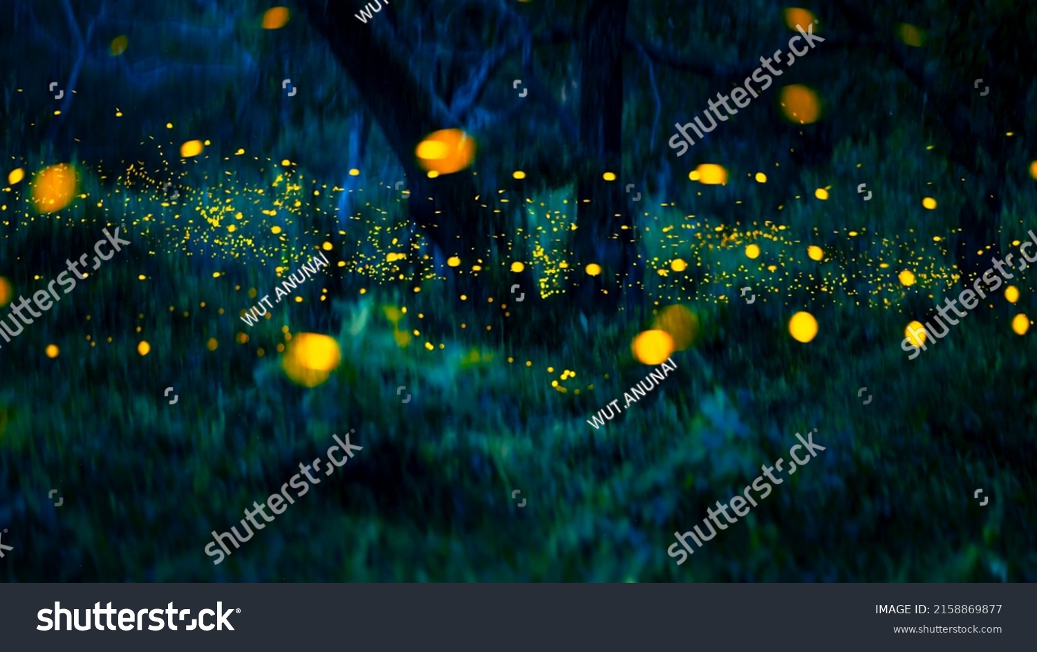 Firefly flying in the forest. Fireflies in the bush at night at Prachinburi  Thailand. Bokeh light of firefly flying in forest night time. Add noise  film grain and add motion blur  selective focus.