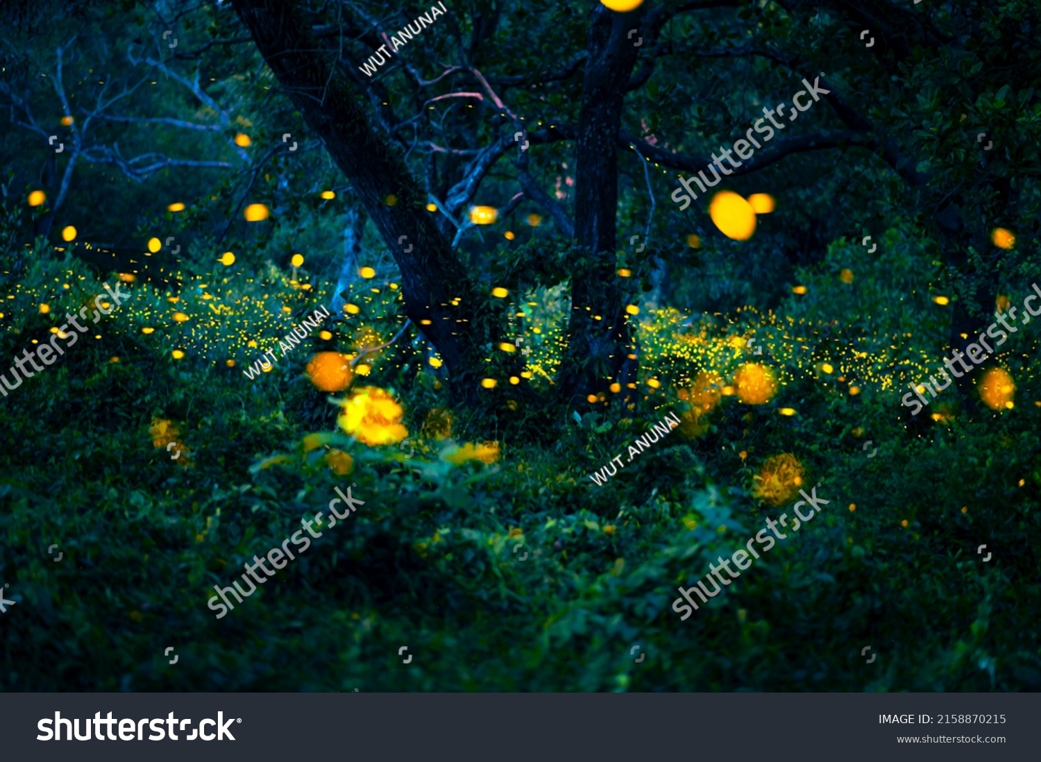 Firefly flying in the forest. Fireflies in the bush at night at Prachinburi  Thailand. Bokeh light of firefly flying in forest night time. Add noise and film grain  selective focus.