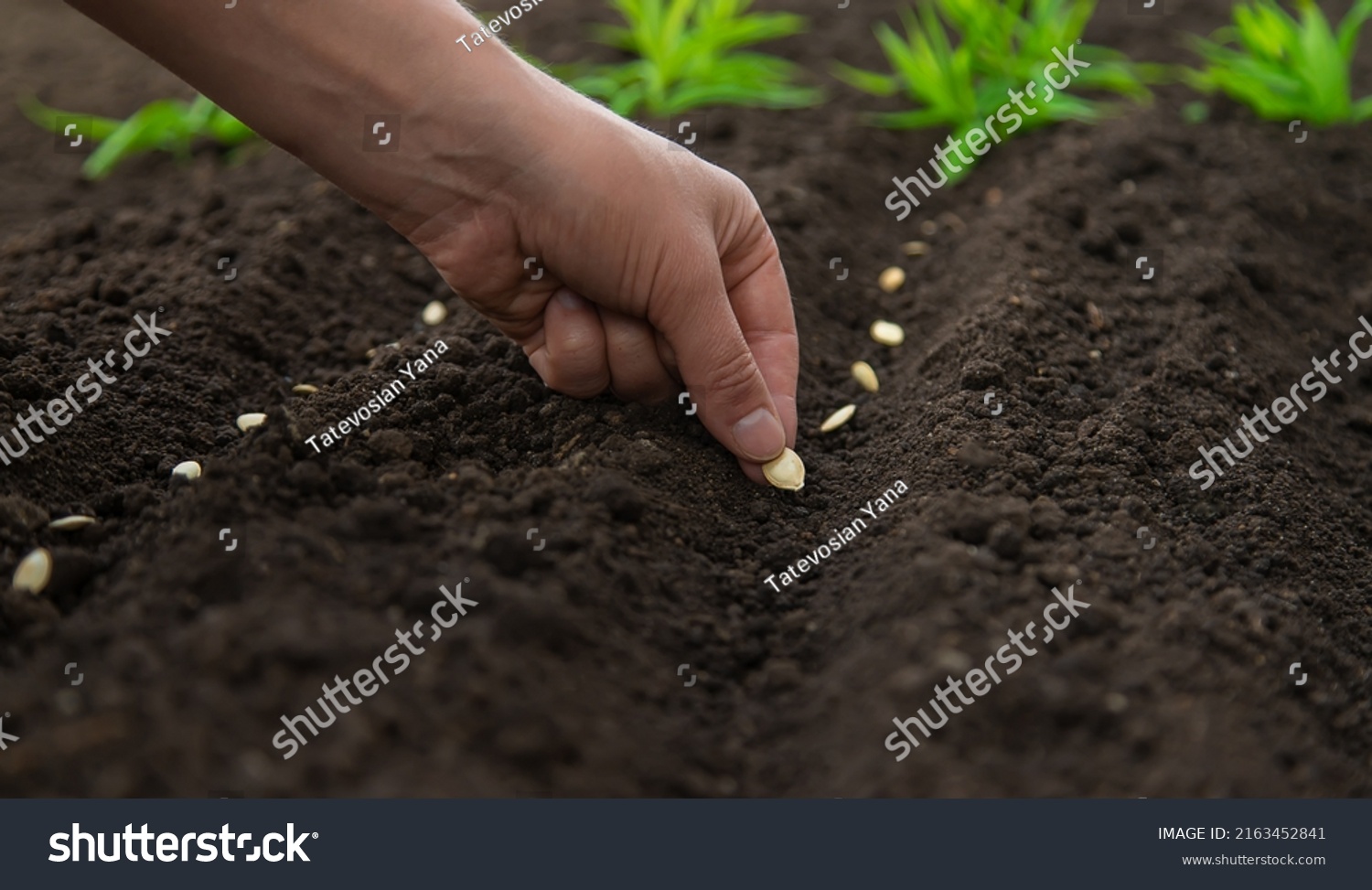 Sow the seeds in the garden into the soil. Selective focus. People.