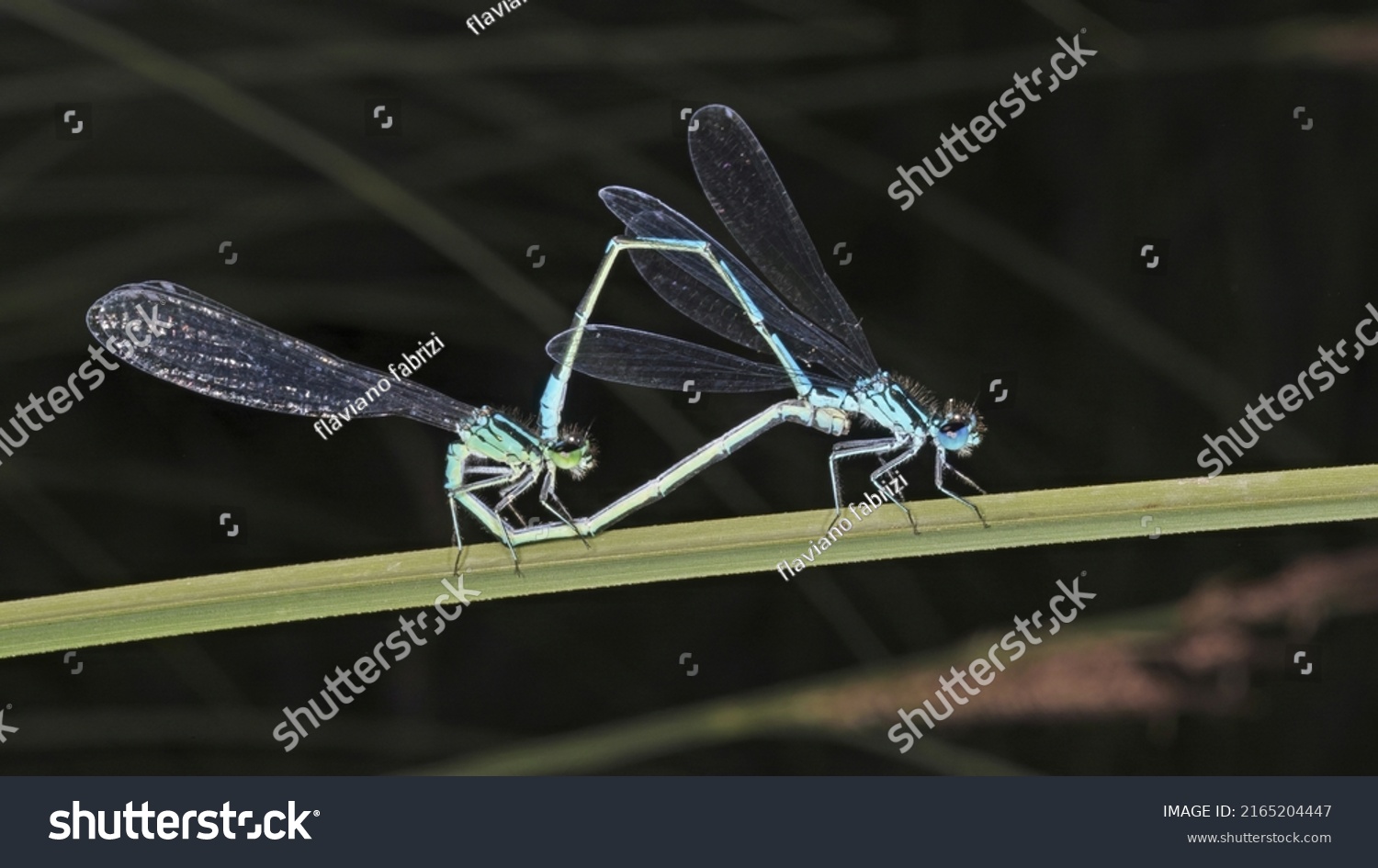 common blue damselfly mating female green form Enallagma cyathigerum ...