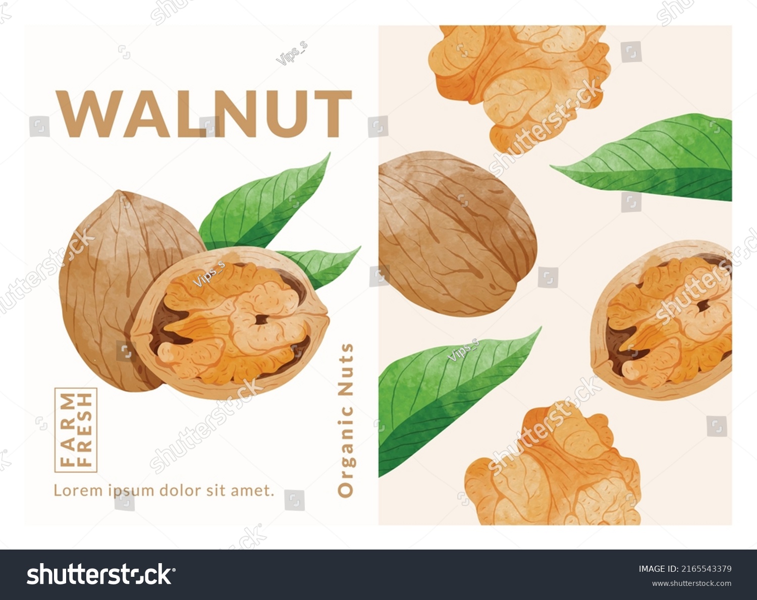 Longan Fruit packaging design templates  watercolour style vector illustration.